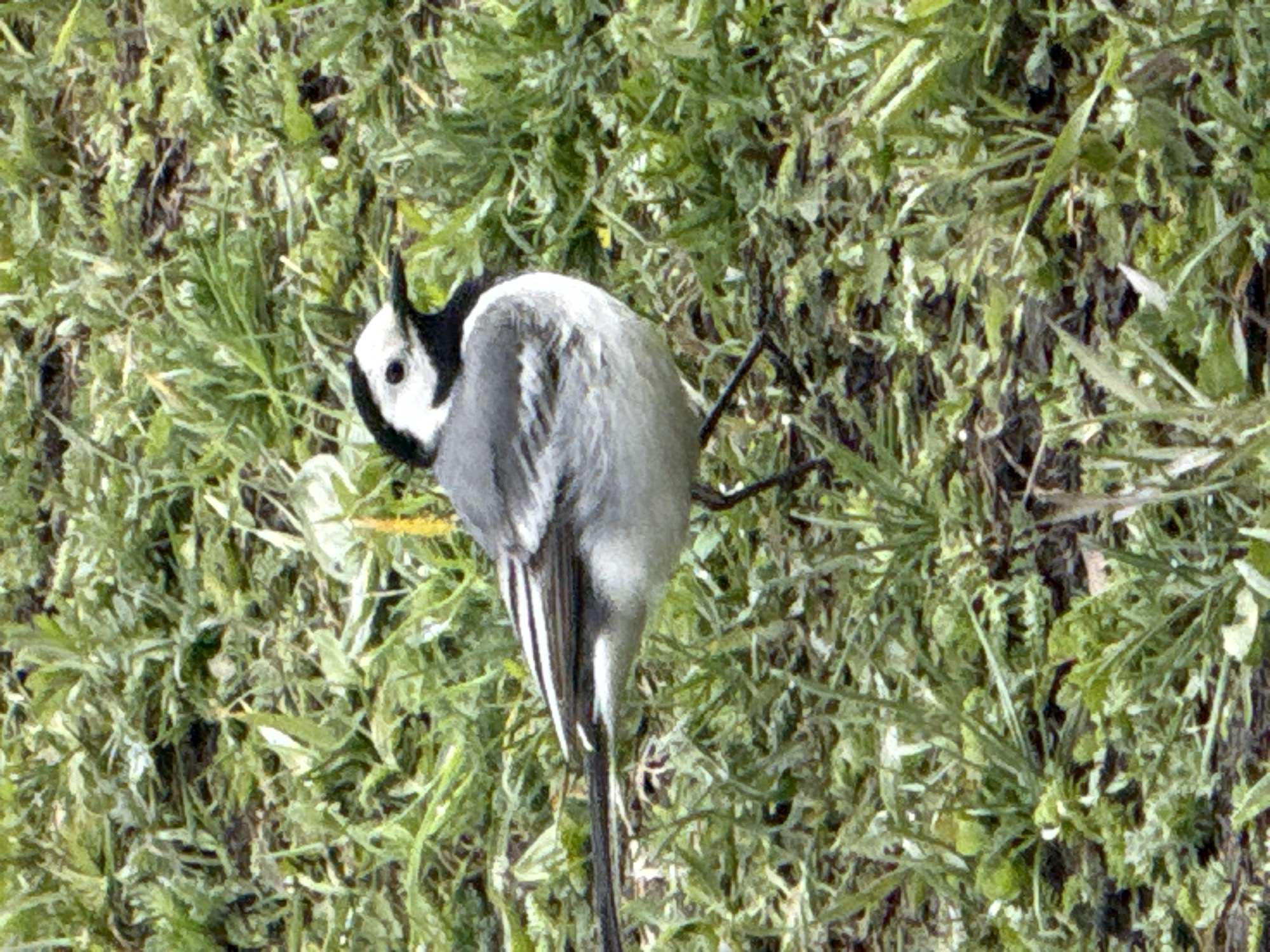 A white wagtail (Motacilla alba) is perched on a plant stalk among dense, green vegetation. The bird's back is gray, and it has a black and white head. The location is identified as Tyulyuk, Russia.