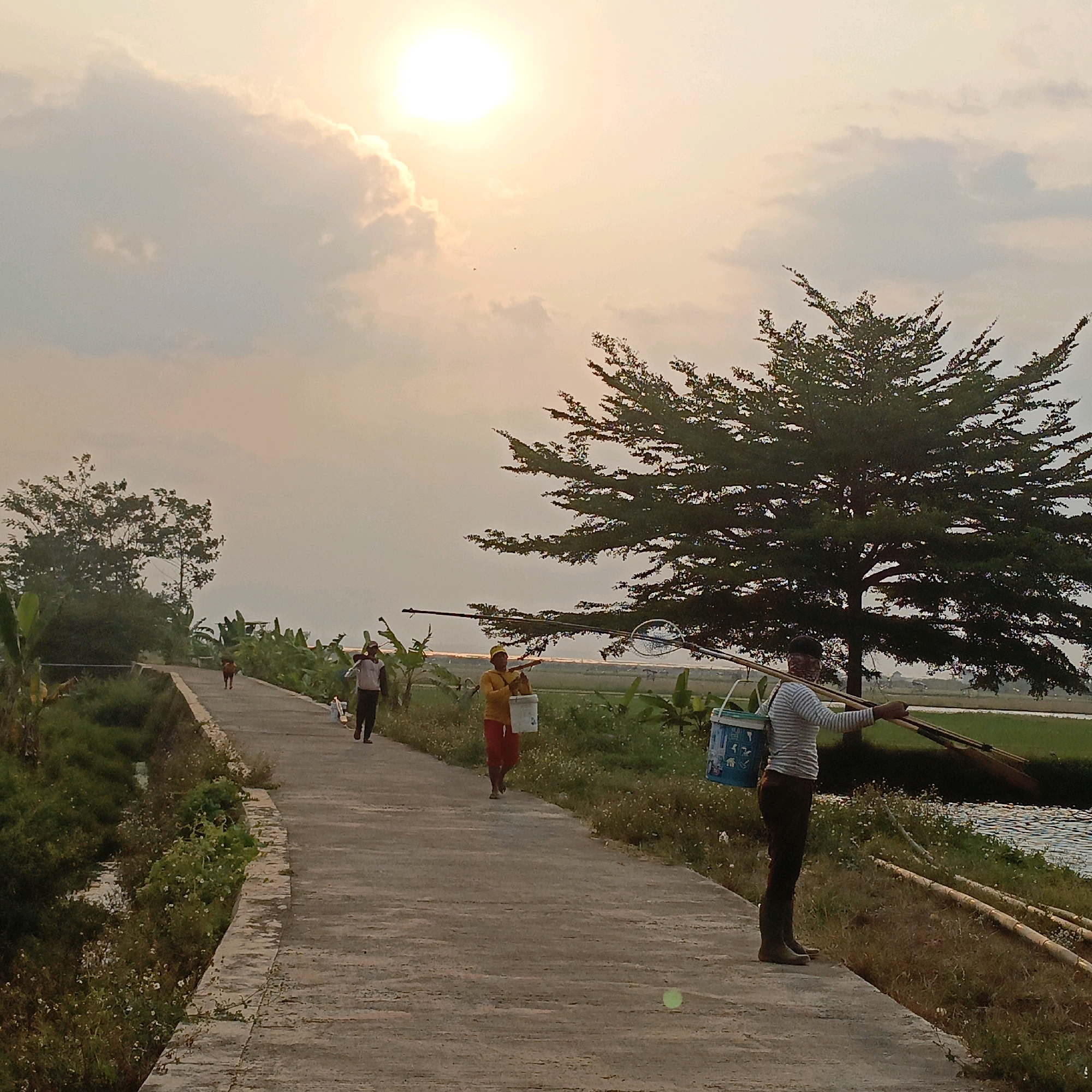 The image depicts a rural scene in Kesongo, Indonesia, at sunset. The sun, partially obscured by clouds, casts a warm glow across the sky. A paved pathway runs through the landscape, flanked by lush vegetation, including banana trees and small flowering plants. In the distance, rice paddies are visible, reflecting the sky.
Several individuals are walking along the pathway, each carrying equipment that suggests they are likely engaged in fishing or agricultural activities. The person closest to the viewer, in the foreground, is wearing a striped shirt, dark pants, and boots, and is carrying a long pole with what appears to be a net attachment and a bucket. Further down the path, another person in a yellow shirt and red pants carries a similar bucket. Two other figures are visible in the distance, also walking along the path. A brown dog is also present, walking ahead of some of the people. The overall atmosphere is tranquil, reflecting the end of a day's work in a rural setting.