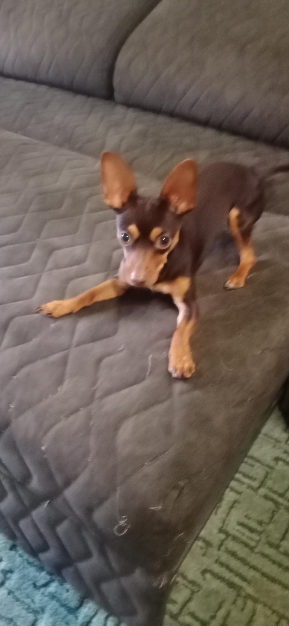 A small, brown and tan toy terrier dog is lying on a textured grey couch. The dog is in a play bow position, with its front paws extended forward and its hindquarters raised. The dog's ears are large and erect, and its eyes are wide and attentive. The couch is upholstered in a quilted fabric, and there are a few stray hairs visible on its surface. The background of the image is blurry, but it appears to be an indoor setting.