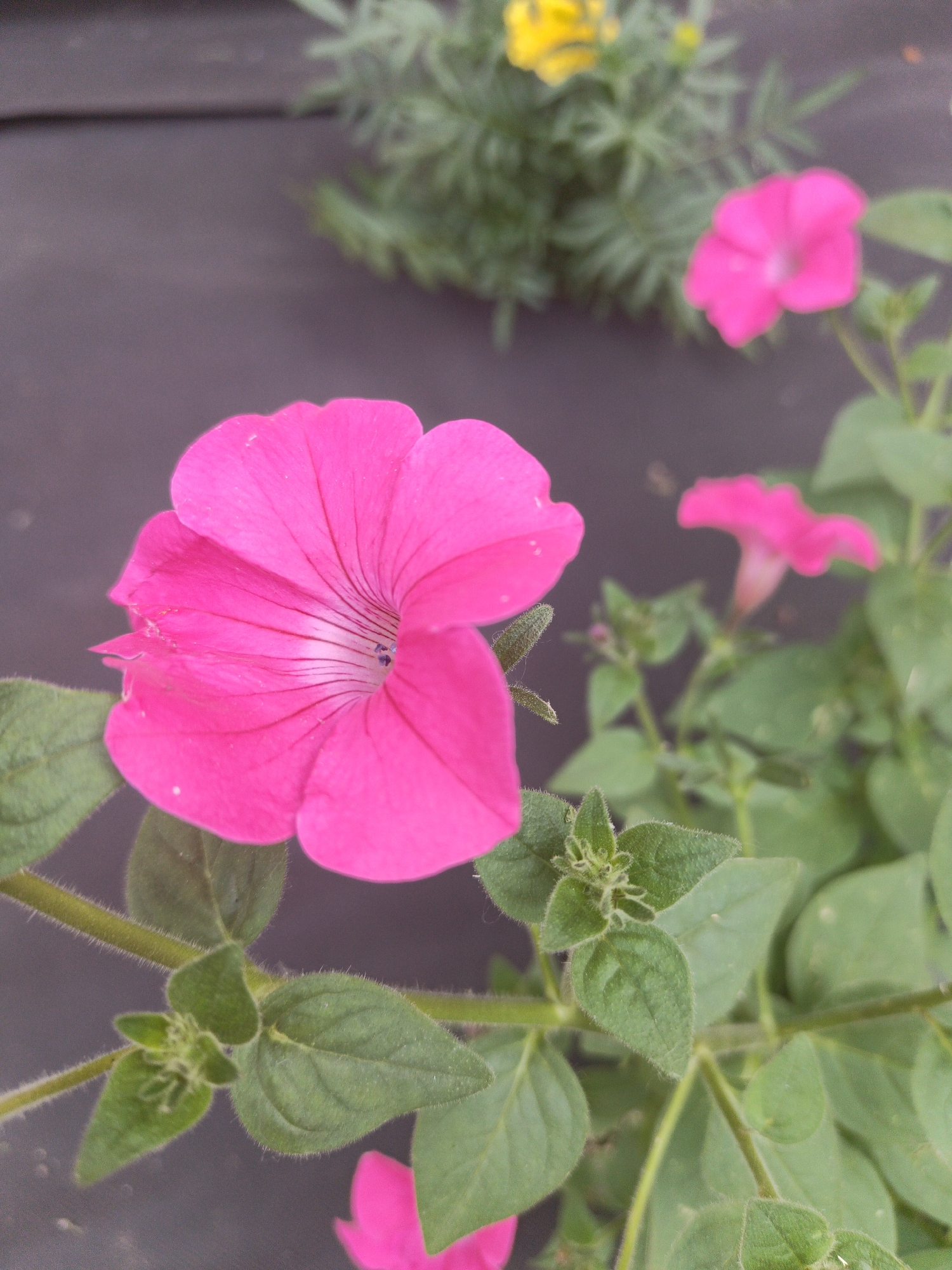A close-up, eye-level shot focuses on a vibrant pink petunia flower in the foreground, its delicate petals unfurling. The flower is positioned slightly to the left of center, with its stamens visible at the center of the bloom. Several green leaves, some fuzzy with fine hairs, surround the flower. In the background, out of focus, another pink petunia is visible, along with a hint of yellow and green foliage and a dark, textured surface that could be ground cover or a wooden deck. The scene is likely a garden setting in Kalachevo, Russia.