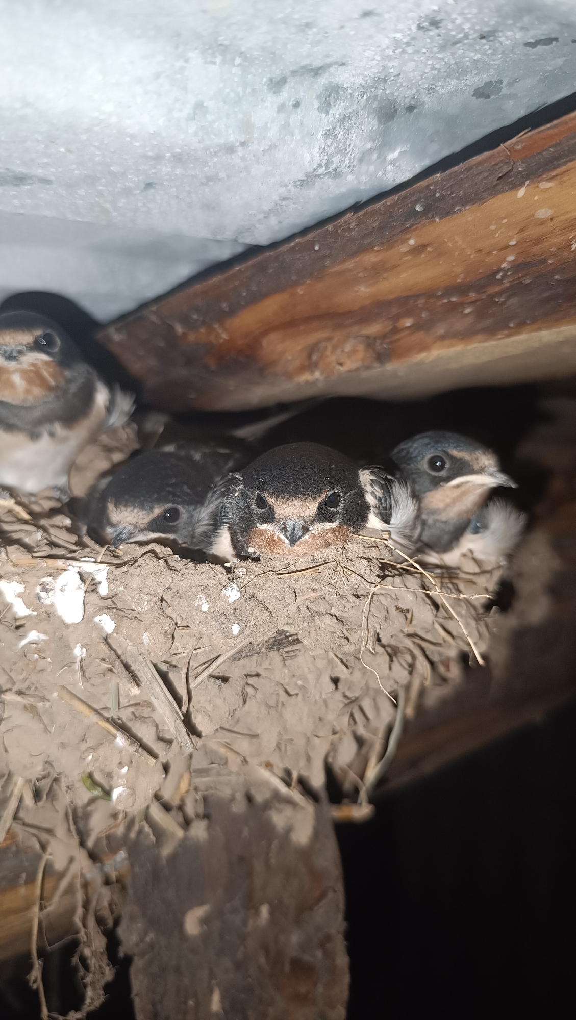 The image shows a close-up view of a bird's nest containing four young swallows nestled together. The nest is made of mud and straw and is situated under wooden beams, possibly in an eaves or rafter area. The swallows, with their dark heads and light chests, are alert and looking towards the viewer. The lighting is dim, suggesting it may be dusk or inside a dark structure. The background is dark, with the textures of the nest and the wooden beams being the most prominent features. The overall impression is one of a sheltered and natural environment.