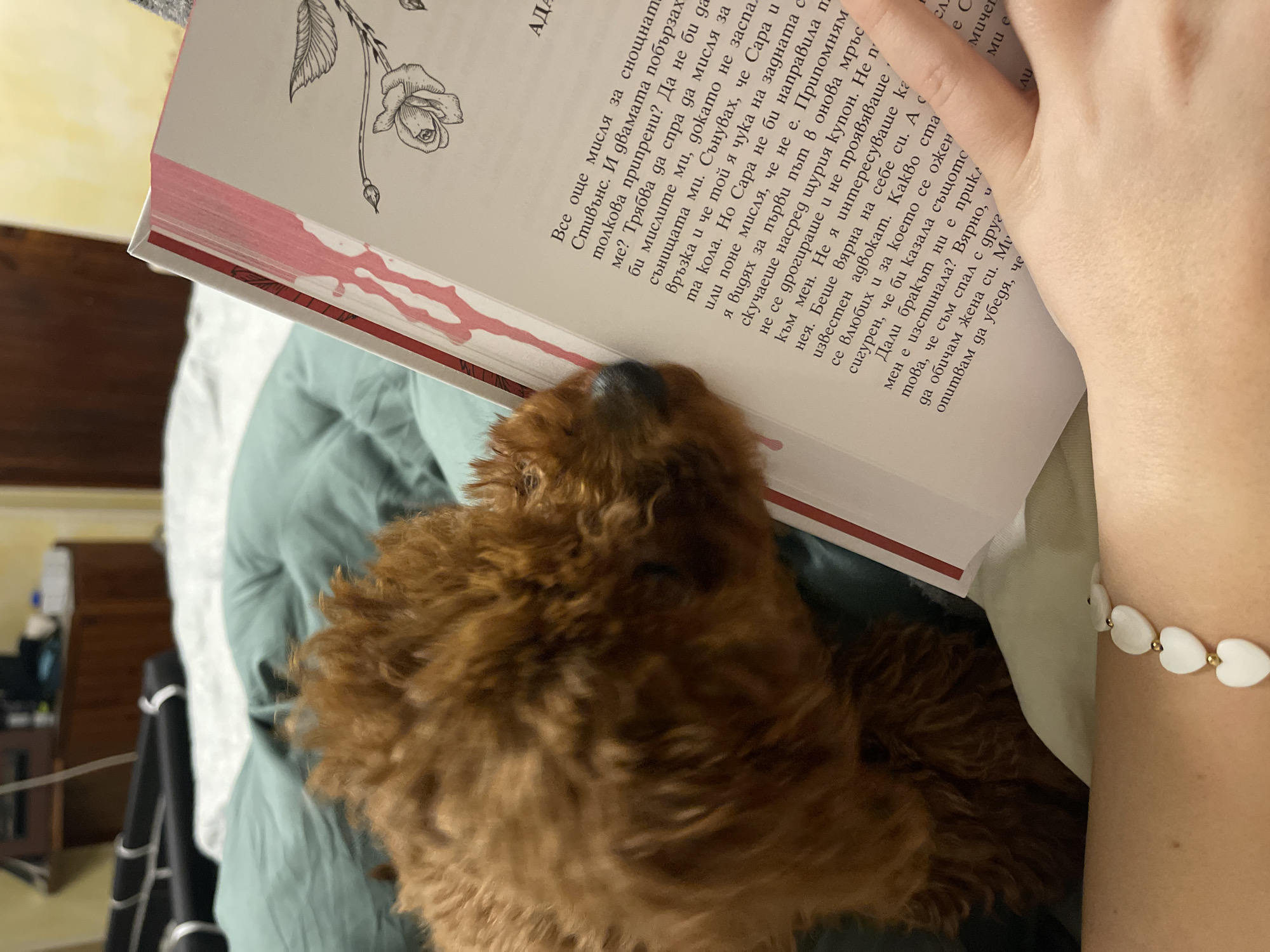 A medium, eye-level shot captures a dog lying on a bed, its head resting on an open book. The dog is brown with curly fur. The book's pages are visible, revealing text in Bulgarian and a simple drawing of a rose. A hand holding the book is visible on the right. The hand features a white bracelet with heart-shaped beads. The bed has green bedding. The scene appears to be indoors. The location in Sofia, Bulgaria cannot be determined from the given image.