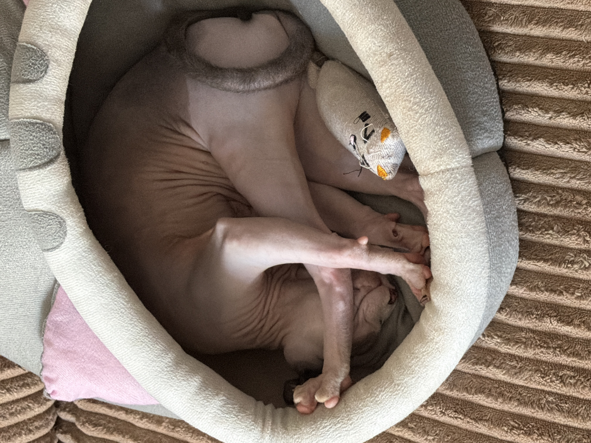 A sphynx cat is curled up asleep in a grey and white cat bed, which is placed on a brown textured blanket. The cat is a pale pinkish-tan color and has wrinkles on its skin. Its tail is curled around its body. A small, stuffed toy mouse with embroidered features is next to the cat's tail. The cat bed has a pink cushion inside.