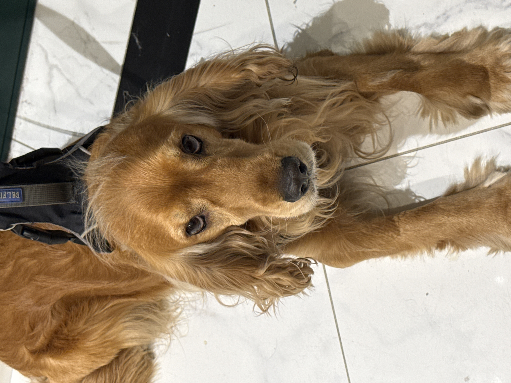 A golden cocker spaniel dog wearing a black harness lies on a tiled floor, looking directly at the camera. The dog has long, wavy, golden fur, floppy ears, and dark eyes. Its paws are visible, resting on the white tiles. A black and white striped pattern is visible on the floor in the background, along with a dark green surface and shadows. The overall scene appears to be indoors, possibly in a home, with natural lighting casting shadows.