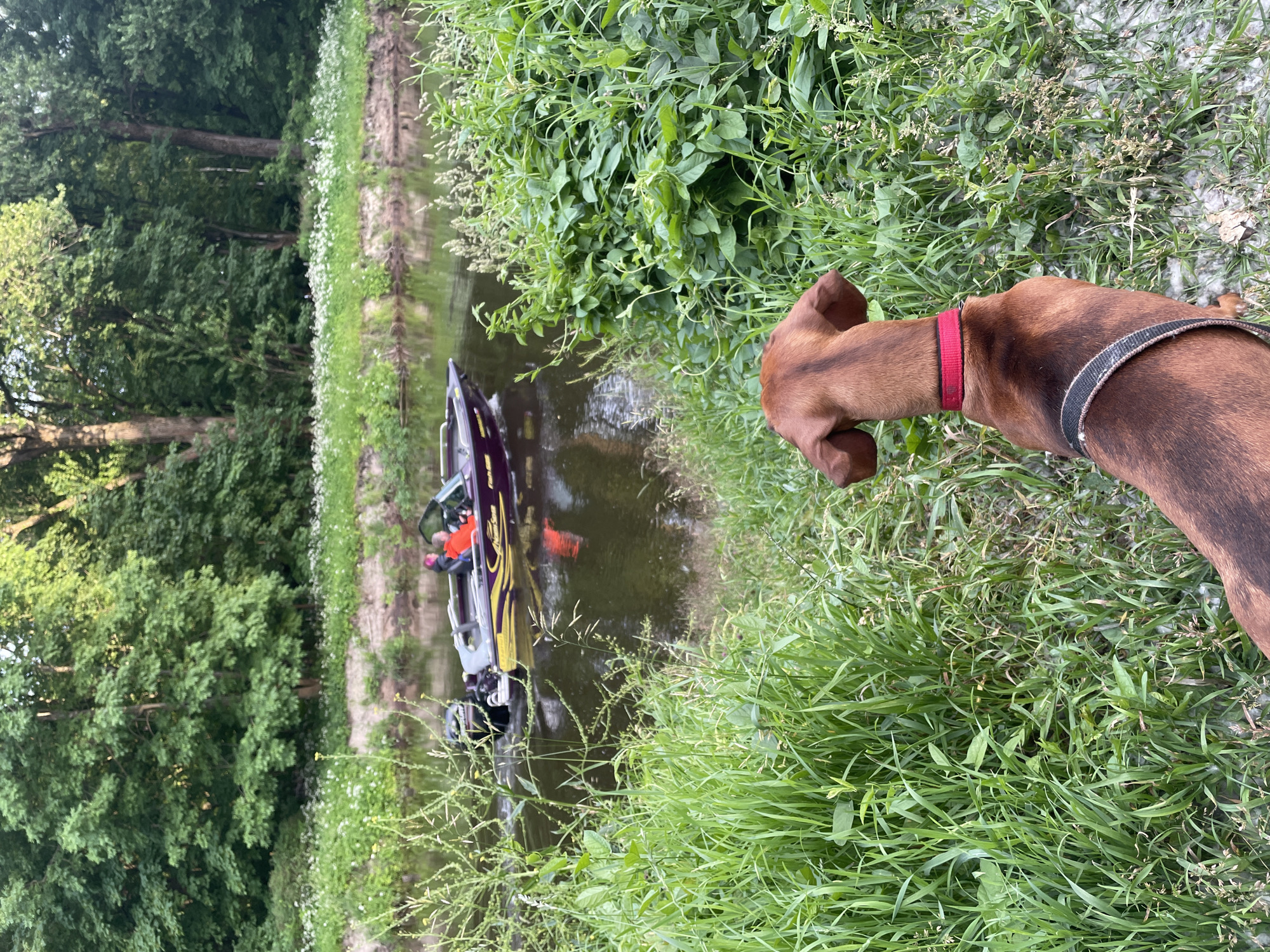 A brown dachshund with a red collar and a black harness is sitting on the grassy bank of a river, looking towards a motorboat on the water. The boat has a purple and yellow design and is carrying two people. The river is surrounded by lush green trees and foliage. The scene is illuminated by natural daylight. The location is not Saint Petersburg, Russia.