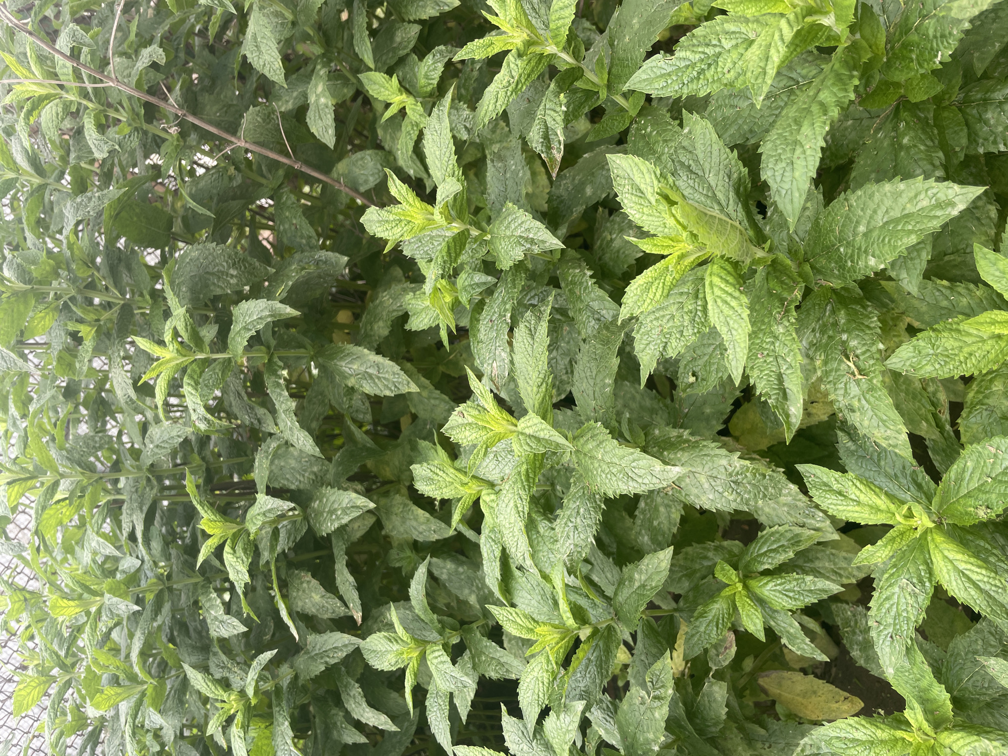 In the city of Laishevo, Russia, a close-up shot captures a dense cluster of vibrant green mint plants. The leaves are characterized by their serrated edges and a slightly textured surface, with some showing faint signs of spotting. The plants are tall and bushy, creating a lush canopy that fills the frame. In the background, a weathered chain-link fence is partially visible, interspersed with dry, thin branches that add a contrasting texture to the soft foliage. The overall impression is one of natural growth, with the mint plants appearing healthy and abundant.