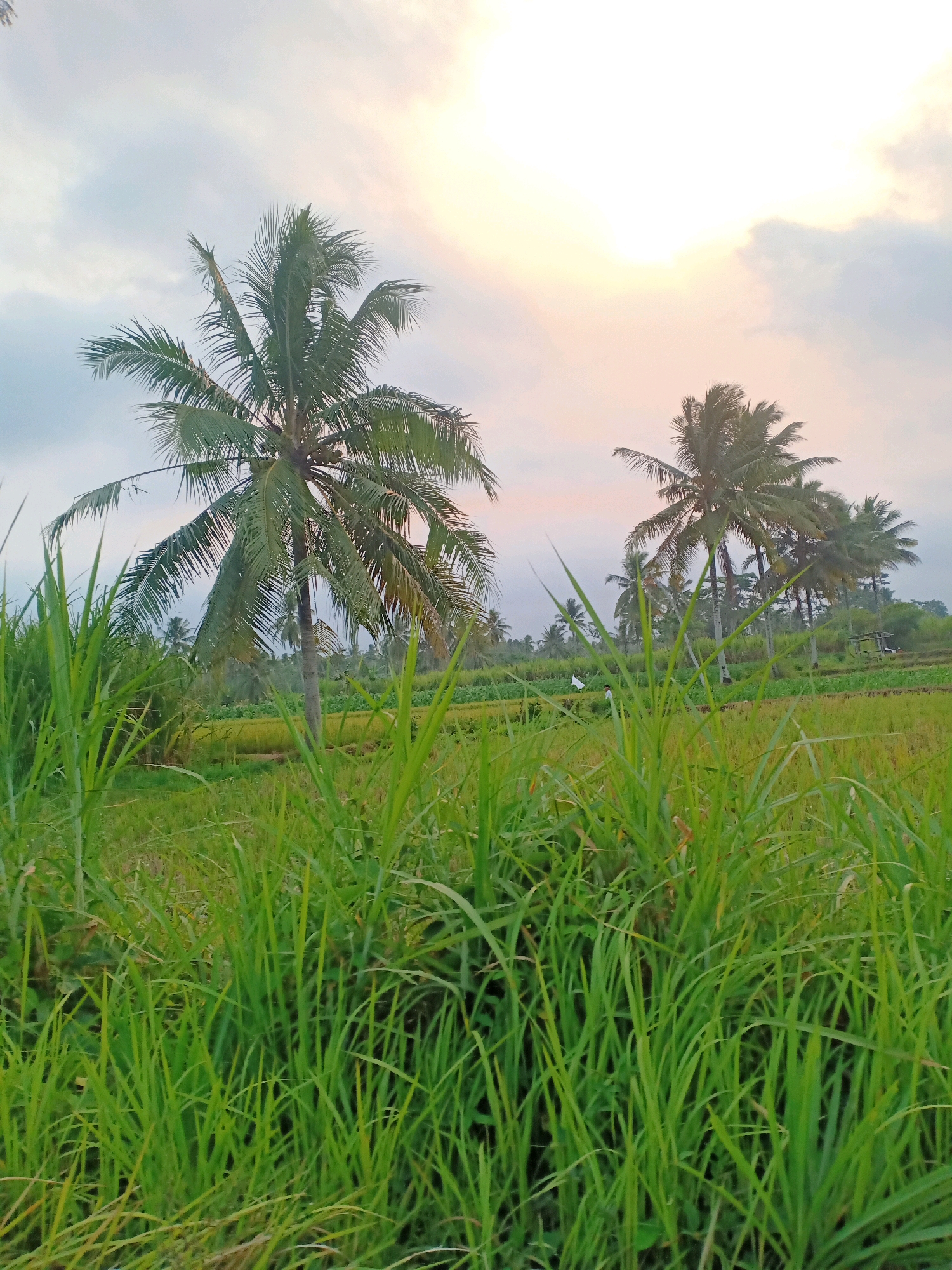The image depicts a landscape view in Nguter, Indonesia, featuring a foreground of tall green grass. In the mid-ground, several palm trees stand against a backdrop of a rice paddy field and a hazy sky with the sun partially obscured. The overall scene suggests a rural, tropical environment, possibly during the late afternoon or early morning due to the soft lighting.