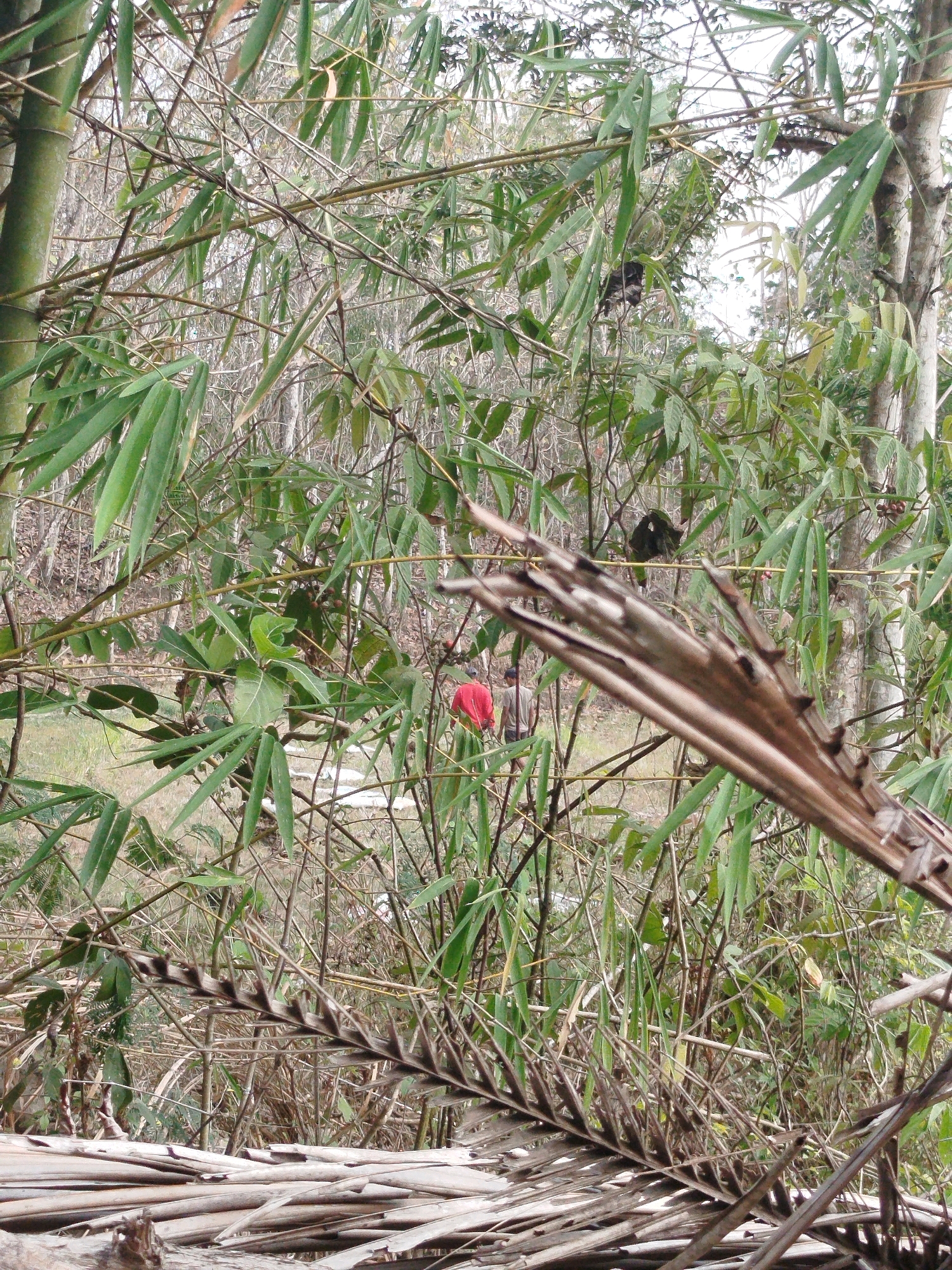 This image depicts a dense bamboo forest in Widoro, Indonesia. In the background, two individuals are visible. One person, wearing a red shirt, is walking away from the camera. Another individual, wearing a gray shirt and dark pants, is walking behind them. The environment is filled with tall bamboo stalks and numerous green and dry leaves, suggesting a natural, possibly humid, setting. The foreground is dominated by dried bamboo leaves and stalks, creating a layered effect. The lighting suggests an overcast or diffused daylight condition.