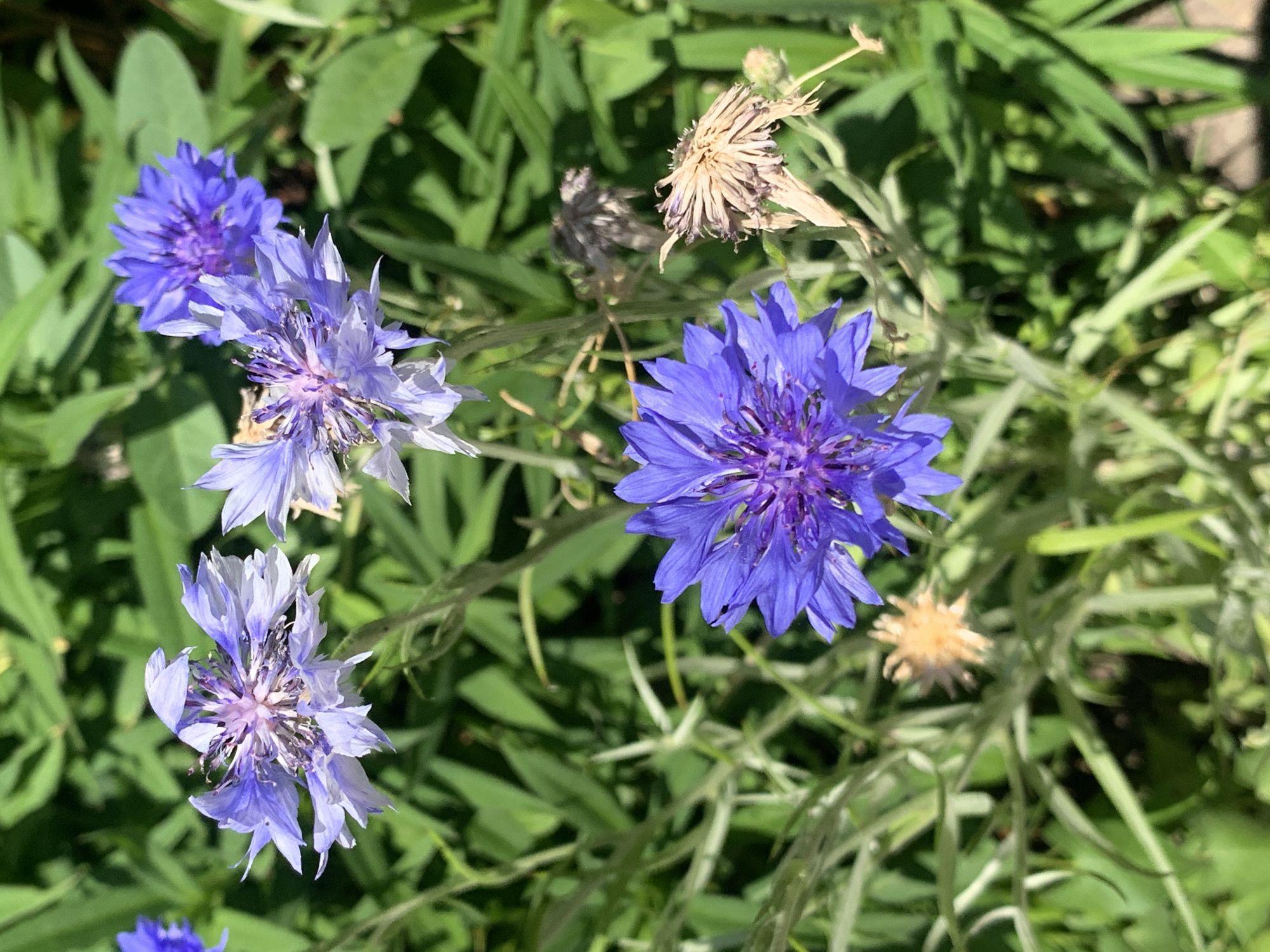 A close-up, high-angle shot captures several cornflowers (Centaurea cyanus) in bloom, set against a backdrop of lush green foliage. The flowers, in shades of vibrant purple and lighter lavender, are in various stages of bloom and wilting. One prominent purple cornflower is in sharp focus in the lower center of the frame, its intricate petal structure clearly visible. To its upper left, two lighter lavender cornflowers are slightly out of focus, with one showing signs of drying. Another blurry purple cornflower is visible in the upper right quadrant. The surrounding greenery appears healthy, with sunlight casting shadows. The scene is likely a garden or a meadow in Stavropol, Russia, given the characteristic vegetation and clear, sunny weather implied by the lighting. There are no people or animals present.