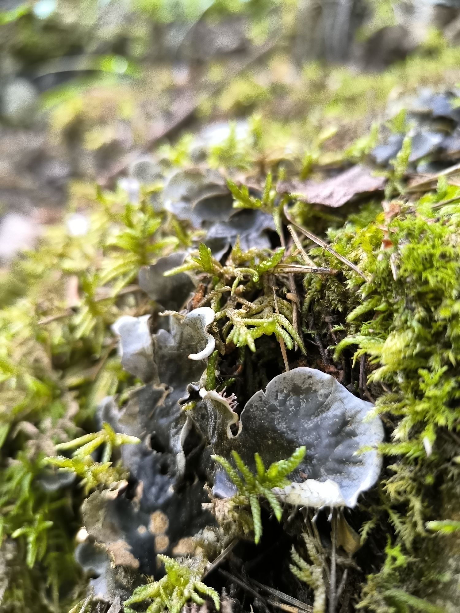 The image is a close-up shot of a textured surface, possibly a tree trunk or a rocky outcrop, covered in moss and lichen. The focal point is a patch of greyish-blue lichen with ruffled edges, interspersed with vibrant green moss. The moss appears lush and dense, forming small clumps and mats. Some dry, brown organic material, possibly fallen leaves or bark, is also visible. The background is blurred, suggesting a shallow depth of field, with hints of green and brown that could indicate foliage or soil. The lighting is soft, and the overall impression is one of natural detail and organic growth, typical of a forest or woodland environment. This scene is located in the city of Kovachevitsa, Bulgaria, suggesting it is part of the natural landscape surrounding this historic architectural reserve. There are no people, actions, or interactions depicted in the image.