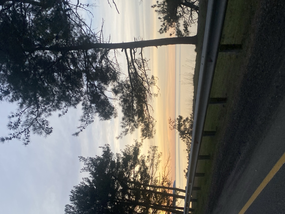 The image displays a scenic view, rotated 90 degrees clockwise, depicting a landscape during either sunrise or sunset. The perspective appears to be from alongside a road, looking towards the horizon.
In the immediate foreground (which would be the right side if the image were rotated correctly), a dark asphalt road surface is visible, featuring a clear yellow painted line running horizontally along its edge. To the left of the road, a silver-colored metal guardrail stretches across the frame, supported by several darker posts embedded in the ground.
Beyond the guardrail and the road, a slightly elevated grassy or earthy area is visible. This area is interspersed with the silhouettes of numerous trees, primarily coniferous with distinct needle-like foliage, likely pine trees. These trees are heavily silhouetted against the bright sky, appearing dark brown or black, showcasing their intricate branch structures. Some branches extend into the upper and lower portions of the frame. Smaller trees and brush are also present closer to the horizon line.
The background is dominated by a dramatic and colorful sky, indicative of either early morning or late evening. The horizon features prominent horizontal bands of color, transitioning from warm yellows and oranges directly above the landscape, gradually fading into lighter blues and soft grays higher up in the sky. There are some very faint, wispy cloud formations visible, particularly in the bluer parts of the sky.
The overall impression is one of natural beauty and tranquility, capturing a serene moment where the vibrant sky contrasts sharply with the dark silhouettes of the trees and the man-made elements of the road and guardrail. No people, animals, or discernible text are visible in the image.