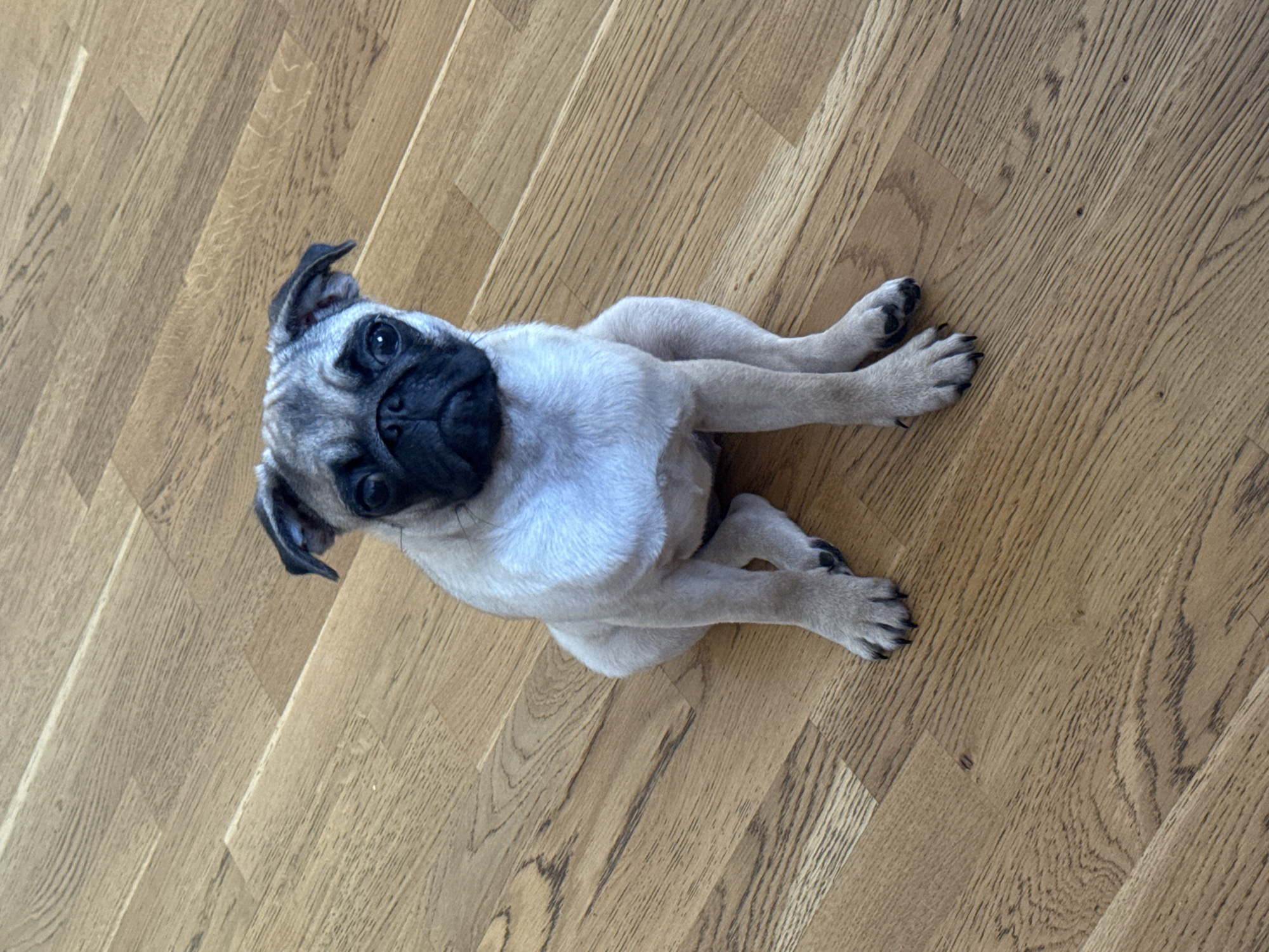 A pug puppy sits on a wooden floor. The puppy is light brown with a black muzzle and black markings around its eyes and ears. Its paws are extended in front of it. The wooden floor has a light brown color with a visible grain pattern. The lighting in the image is bright, casting a subtle shadow from the puppy onto the floor. The scene is indoors, with no elements suggesting a specific city or location.