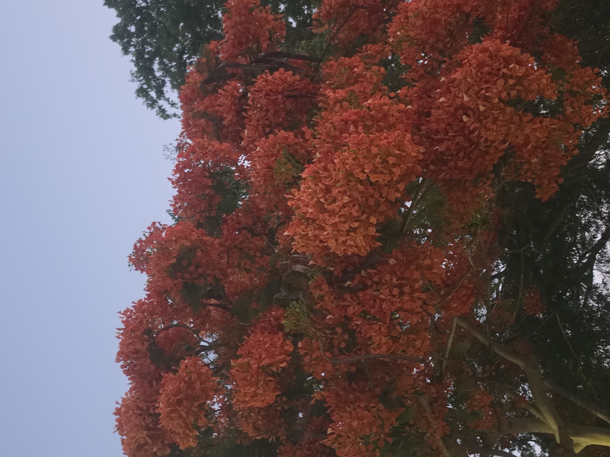 This media file presents an upward view into the dense canopy of a large, flowering tree against a bright, soft blue sky. The tree is heavily laden with numerous clusters of small, vibrant red-orange blossoms, creating a spectacular and fiery display that dominates the right and lower portions of the frame. Dark green foliage is visible peeking through the abundant flowers, along with thicker, greyish-brown tree branches and some darker, elongated shapes that appear to be seed pods.
The sky, occupying the upper left and central left, is clear and softly lit, suggesting either an overcast day or the gentle light of early morning or late afternoon. No direct sunlight is harsh, contributing to the serene atmosphere. There is no visible human activity, people, or discernible text in the image. The scene captures the natural beauty and lushness of a tropical environment, fitting the provided context of Pattaya City, Thailand, where such flowering trees (likely a Flamboyant tree or Royal Poinciana, known for its vivid blooms) are common. The image evokes a sense of vibrant nature and tranquility.