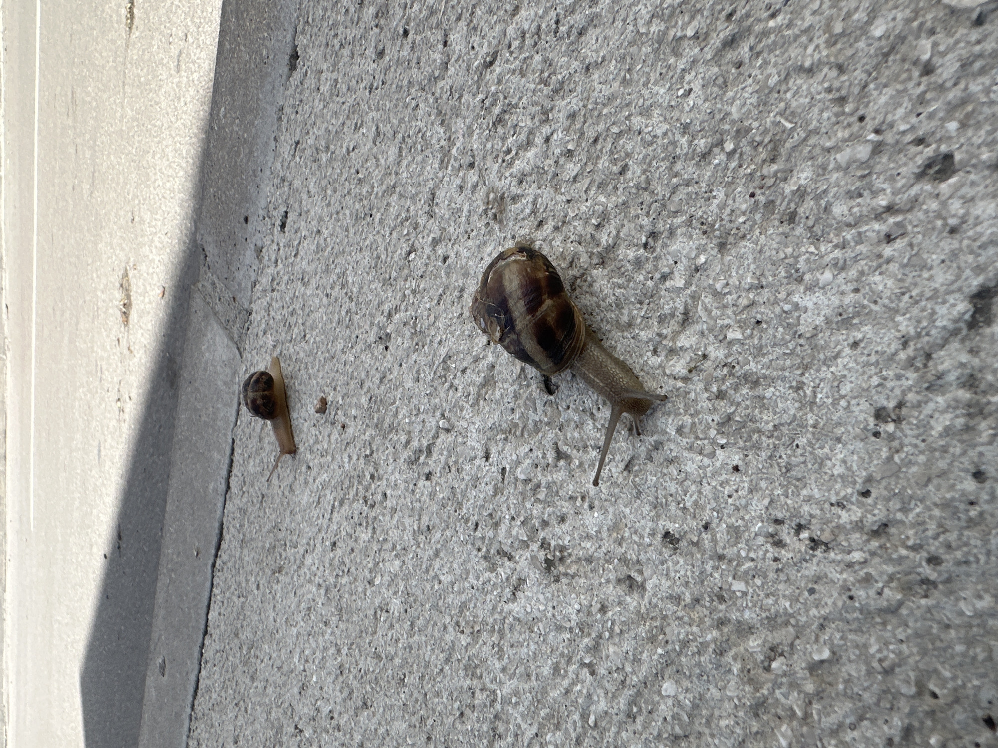 The image captures two snails slowly moving across a textured, light gray concrete or stucco wall in Budva, Montenegro. In the foreground, a larger snail with a dark brown, striped shell is prominently featured. Its body is extended, and its eyestalks are visible as it adheres to the rough surface. Further back and to the left, a smaller snail, also with a dark shell, is visible, clinging to the wall closer to the corner of an adjacent structure.
To the left of the frame, a distinct vertical line marks the edge of a smooth, lighter-colored surface, likely a part of a building such as a doorframe or window frame. This surface casts a prominent shadow, indicating bright daytime lighting conditions, suggesting either morning or afternoon with clear weather. The wall itself has a coarse, pebbled texture. The scene depicts a tranquil outdoor moment, focusing on the slow movement of the snails. There is no visible text in the image.