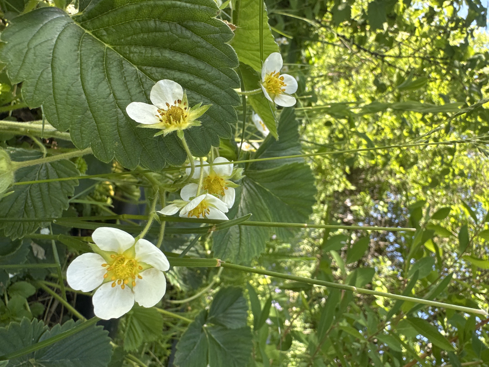 The image shows a close-up view of strawberry plants in bloom. The plants have large, green, textured leaves and several white flowers with yellow centers. The background is a blur of green foliage and branches. The location is Chaikovsky, Russia, based on the geotagging information available. There are no people visible in the frame.