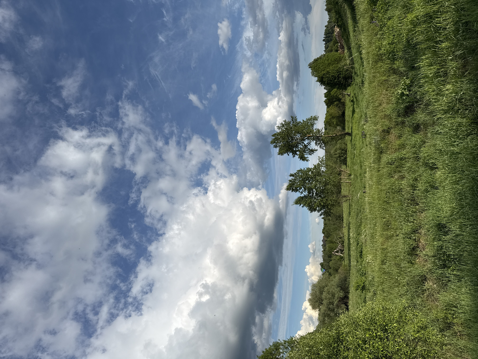 The image shows a landscape with a view of the sky, grassy field, and some trees. The sky occupies a significant portion of the image and is filled with a mix of blue patches and cumulus clouds. Some of the clouds appear dark and dense, possibly indicating an approaching storm.
The grassy field is green and lush, extending from the foreground to the background. There are a few trees scattered across the field, primarily in the middle ground. Some vegetation, possibly bushes, is present in the lower part of the image.
The image provides no explicit details about the location. I'm unable to confirm it's Уральское, Russia based on the given visual information.