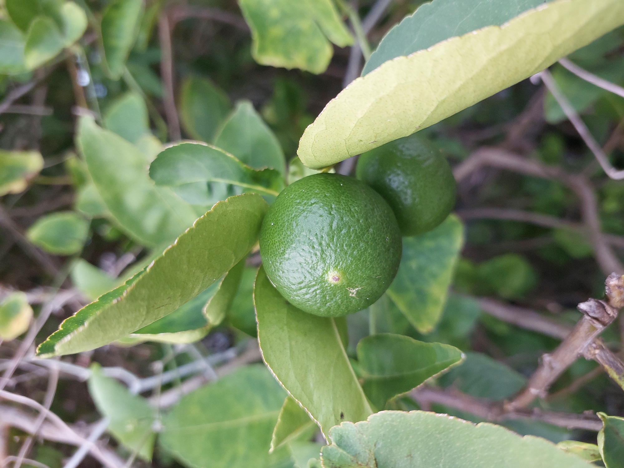 The image displays a close-up view of a lime tree branch with two green limes and several leaves. The limes are plump and round, with textured skin. One lime is in sharp focus in the foreground, while the other is slightly out of focus behind it. The leaves are a vibrant green, with some showing lighter yellow or brown tinges, possibly indicating maturity or a slight deficiency. A light-colored leaf is positioned prominently above the foreground lime. The background consists of more blurred green foliage and branches, suggesting a natural outdoor setting. The lighting appears to be natural daylight, with soft shadows. There are no people or discernible text in the image. The scene conveys a sense of growth and nature. The location context of Baan Mae Nam, Thailand, suggests a tropical or subtropical environment where lime trees are likely cultivated.