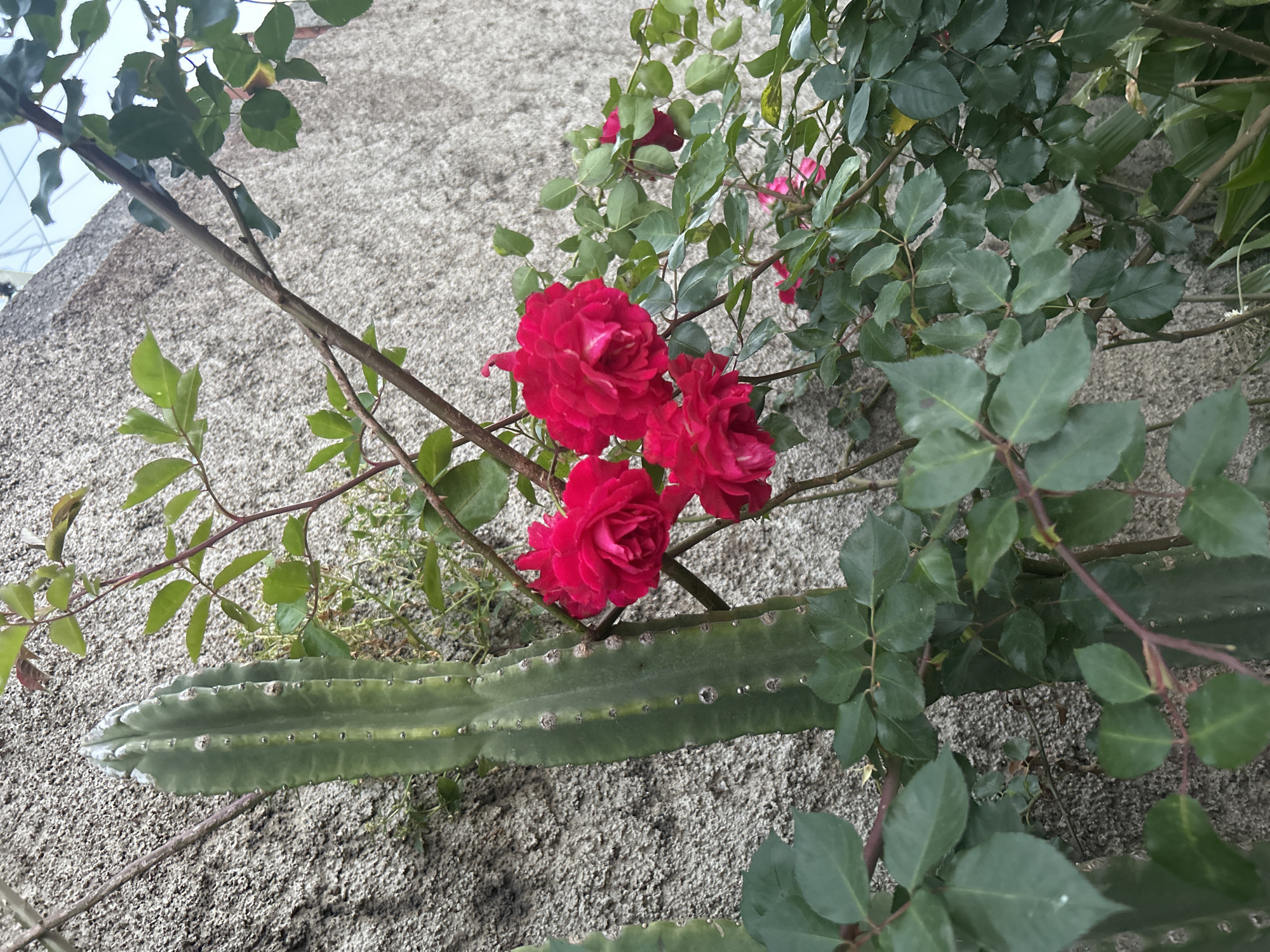 A cluster of three vibrant red roses is centrally positioned against a textured gray wall. A green cactus with a white edge lies below the roses, partially obscured by the leaves of the surrounding rose bush. The scene is likely located in the city of Câmara de Lobos, Portugal.