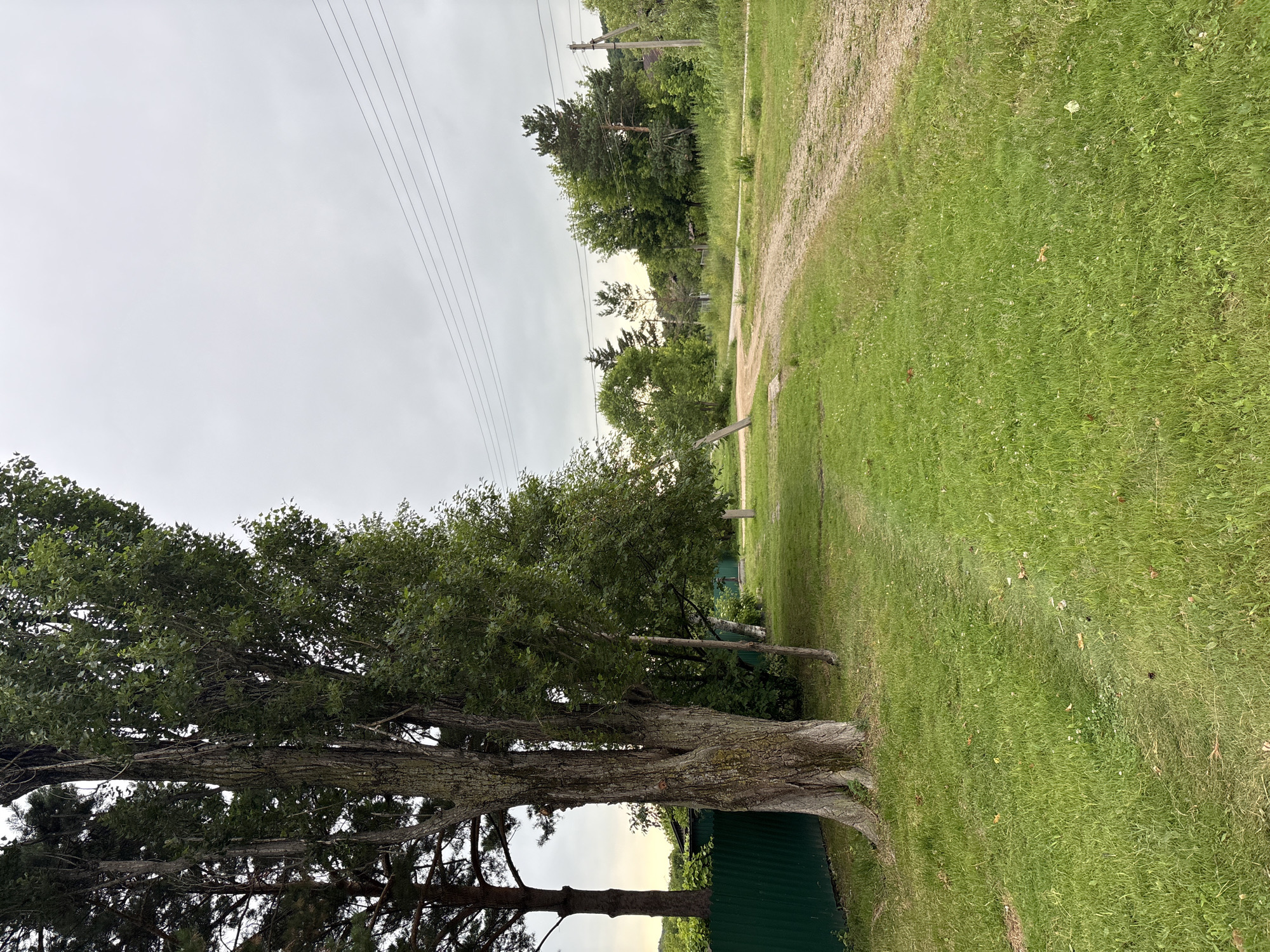 The image depicts a dirt road curving through a grassy area, bordered by trees and under a cloudy sky. On the left, a tall, thick tree with textured bark is prominent, positioned next to a green metal fence. Behind the tree, more trees and greenery are visible, along with glimpses of structures. The road itself is made of light-colored dirt and shows tire tracks. In the background, several houses with roofs are partially obscured by trees. Overhead, power lines are strung across the sky. The scene appears to be in a rural or semi-rural setting, likely Siniy Gay, Russia. The overall impression is one of a quiet, overcast day in a natural environment with signs of human habitation.