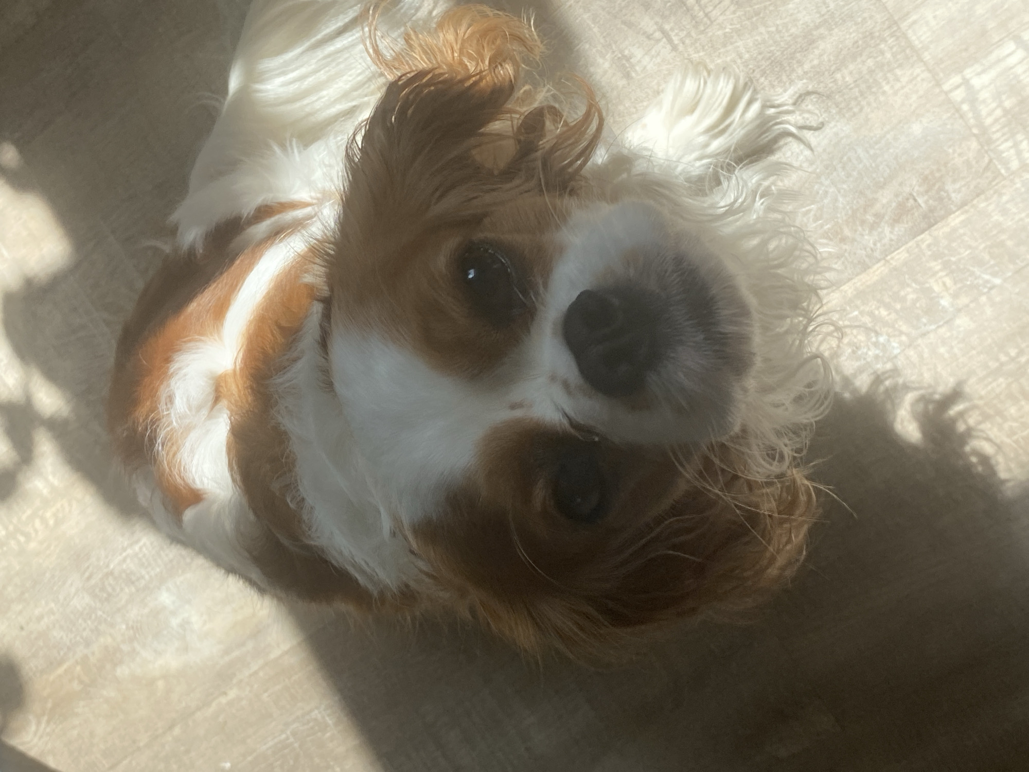 The image shows a close-up, overhead view of a Cavalier King Charles Spaniel lying on a light-colored, wooden floor. The dog has brown and white fur. Sunlight is streaming in from the left, casting shadows on the dog and the floor. The dog's head is tilted upwards, and it is looking directly at the camera with its dark eyes. Its ears are long and floppy, with brown fur. The dog appears relaxed and content. The scene is well-lit by natural light, suggesting it is daytime. There is no visible text in the image.