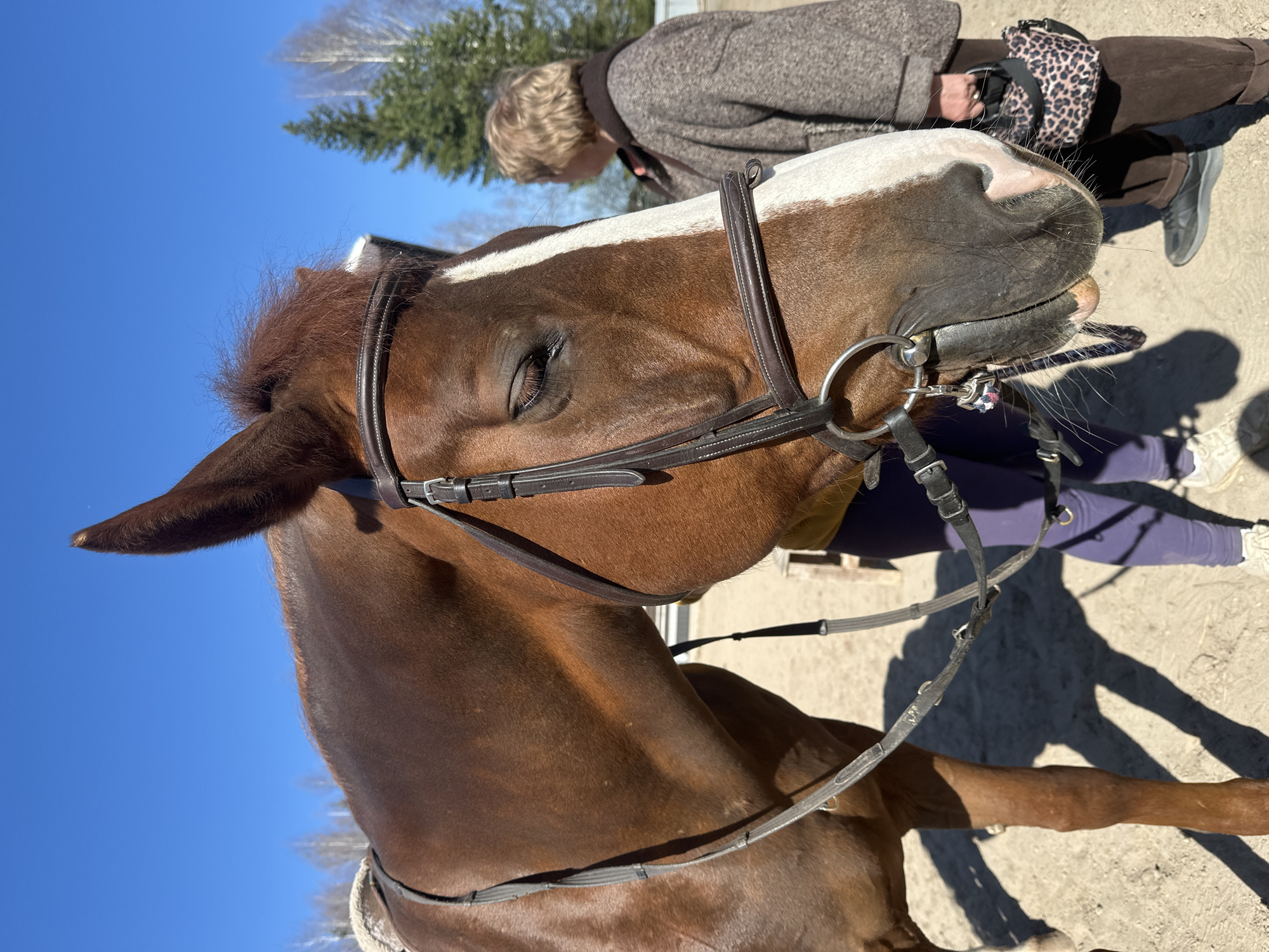 A close-up, ground-level outdoor shot shows a brown horse wearing a bridle. The horse's head is angled towards the upper right, with a white blaze down its face. A person in a tweed coat, dark trousers, and black shoes stands next to the horse, their head and hands visible behind the horse's head. Another person in purple pants and white shoes stands to the side. The horse's shadow is visible on the sandy ground. In the background are leafless trees and a clear blue sky. The location is an open outdoor space, possibly a training area. The specific location of Русский Вожой, Russia, cannot be confirmed from the image.