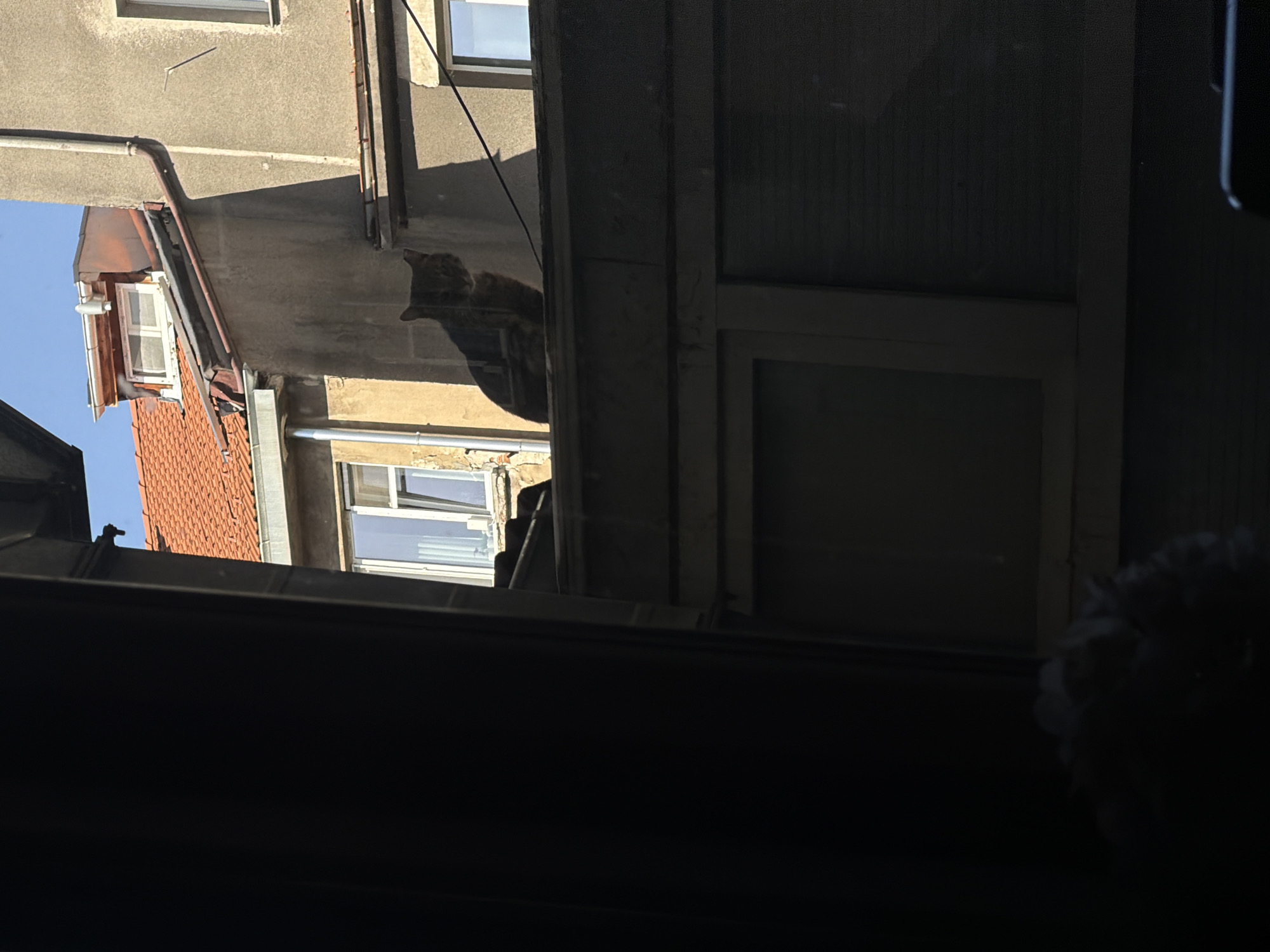 The media file captures a daylight view from a dark interior window looking out onto a narrow space between buildings. The image is oriented sideways, with the ground level notionally to the right.
The primary subject is a cat, visible in the middle-right section of the frame (when viewed with correct orientation). The cat appears to be a tabby or multi-colored, perched on a ledge or architectural feature of a building across from the viewer. Its head is distinct, looking to the left.
The setting consists of old, multi-story buildings with concrete or stucco walls and red-tiled roofs. Visible architectural elements include windows, some with closed blinds or reflective glass, and exposed drainpipes running along the building facades. The bright blue sky is visible in the upper-left corner of the image (when correctly oriented).
The activity taking place is simply the cat observing its surroundings from its elevated perch.
Notable details include the strong contrast between the dark foreground, representing the interior from which the photo was taken, and the brightly lit exterior. Direct sunlight illuminates parts of the buildings, casting sharp shadows and indicating clear, sunny weather during the daytime. The buildings show signs of age, and the overall architecture suggests an older urban or town environment. There is a decorative, fluffy object partially visible in the very dark bottom-right corner of the original image, likely part of the interior window dressing.
There is no visible text in the image.