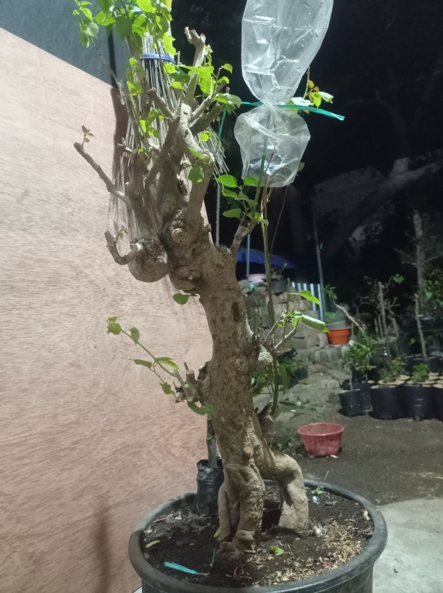 The image shows a bonsai tree in a pot, placed outdoors at night. The bonsai has a thick, gnarled trunk with several branches, some of which are covered in plastic bags tied with green string. There are small green leaves growing on some of the branches. The bonsai is in a large black pot filled with dark soil and wood chips.
In the background, there is a wooden wall to the left, and a dark, unpaved area with other potted plants and plastic bags. A red bucket is visible in the middle ground. The scene appears to be in a yard or garden area.
Given the context of Purwokerto, Indonesia, this scene is likely a residential backyard or a nursery garden where bonsai are cultivated. The time of day is night, indicated by the dark background and artificial lighting, which is not explicitly visible but suggested by the illumination of the subject. There are no people visible in the image.
