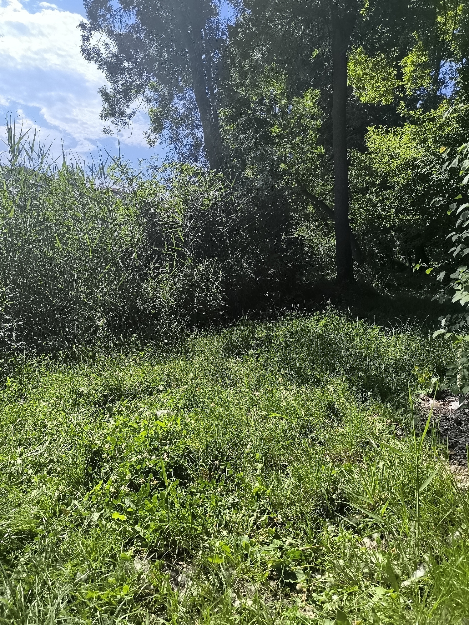 The image depicts an overgrown grassy area in Chézenas, France. Tall reeds and bushes cover the midground, transitioning into a darker wooded section with trees. The foreground features a mix of grasses, clover, and weeds. The sky is visible through the trees, revealing a partly cloudy day. There is no visible human activity or evidence of recent maintenance.