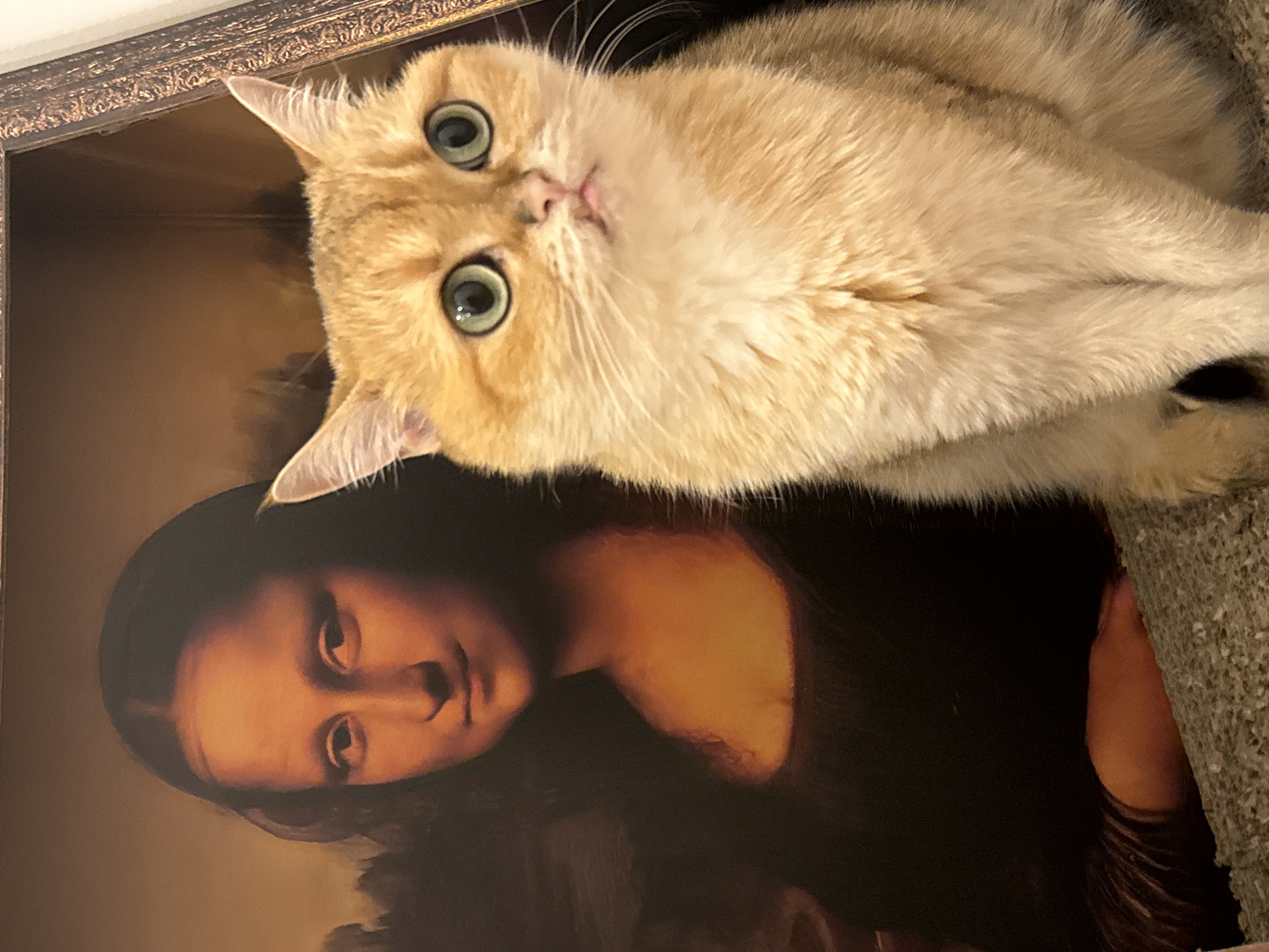 A medium, indoor shot depicts a light orange cat with green eyes, positioned to the right of a framed print of Leonardo Da Vinci's Mona Lisa. The cat's head is tilted slightly to the left. The Mona Lisa print has a dark brown frame and is positioned on the left side of the image. The cat is partially situated on a gray, textured surface, possibly a blanket or upholstery, which is on the right side of the image. The composition suggests the cat is either sitting on or in front of the framed artwork. The image is in portrait orientation.