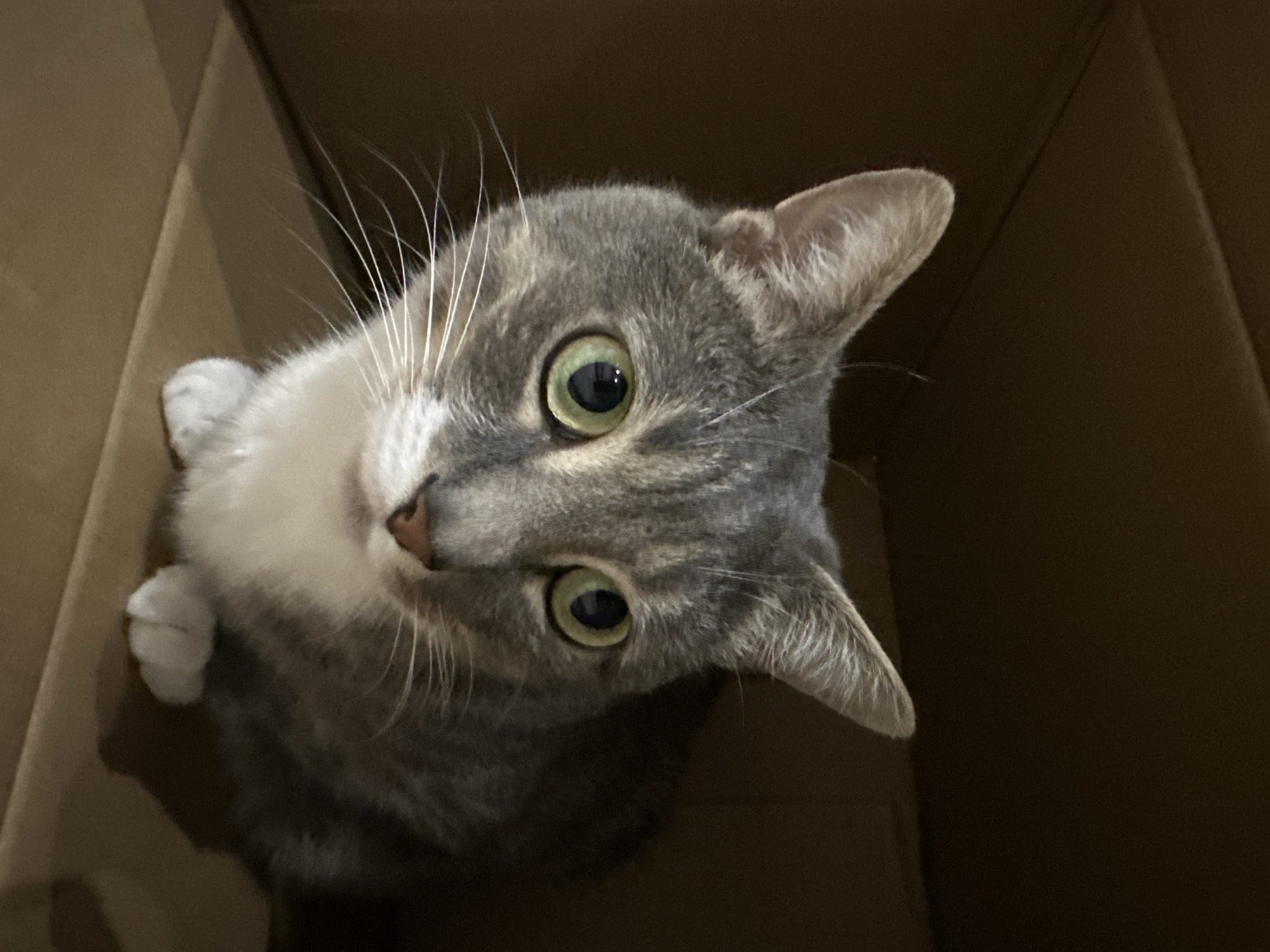 A close-up, eye-level shot captures a grey tabby cat sitting inside a cardboard box. The cat is positioned in the center of the frame, facing forward with its head slightly tilted. Its large, green eyes are wide and attentive, and its ears are perked forward. The cat has white fur on its chest and paws, with grey tabby markings on its head and body. Its whiskers are long and white. The background is dark and indistinct, emphasizing the cat as the primary subject. The lighting is dim, casting shadows that add depth to the scene. The environment appears to be indoors, given the presence of the cardboard box. No people or other animals are visible in the image.