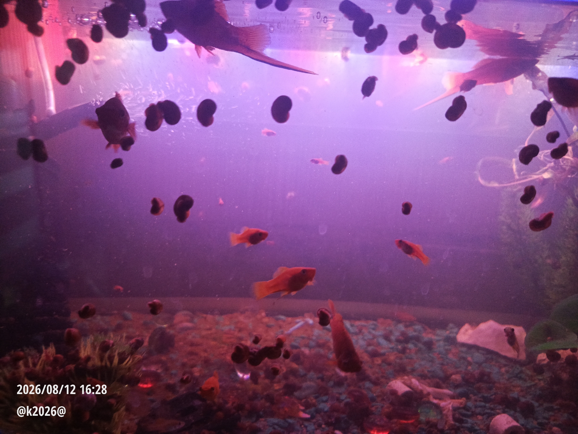 The image shows an aquarium filled with purple-tinted water. Several red fish are swimming in the tank. There are also dark, bean-shaped objects floating in the water, which appear to be snails or some other type of invertebrate. The aquarium is illuminated by artificial lights, giving the scene a vibrant, otherworldly glow. The bottom of the tank is covered with gravel and some aquatic plants. The date and time stamp in the bottom left corner of the image indicates "2026/08/12 16:28" and a username "@k2026@". There is no discernible information in the image that would place it in the city of Minsk, Belarus.