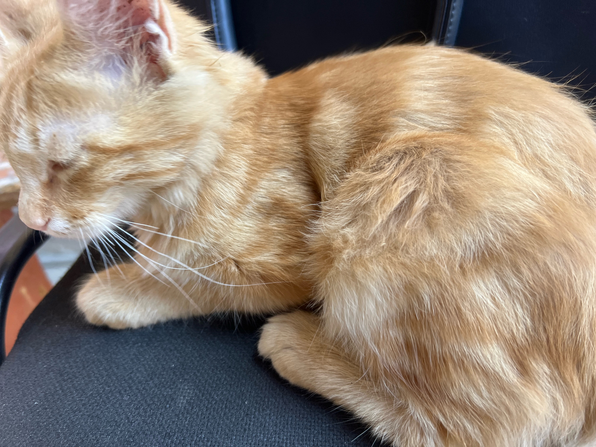 A close-up shot shows an orange tabby cat resting on a dark fabric surface. The cat is curled up, with its head bowed and eyes closed. Its fur is a mix of orange and cream, with darker stripes visible on its back. The cat's paws are tucked underneath its body. The background is dark and out of focus, with hints of brown and black. The overall impression is one of a calm and relaxed animal. The scene is indoors, likely in a home or a pet-friendly establishment.