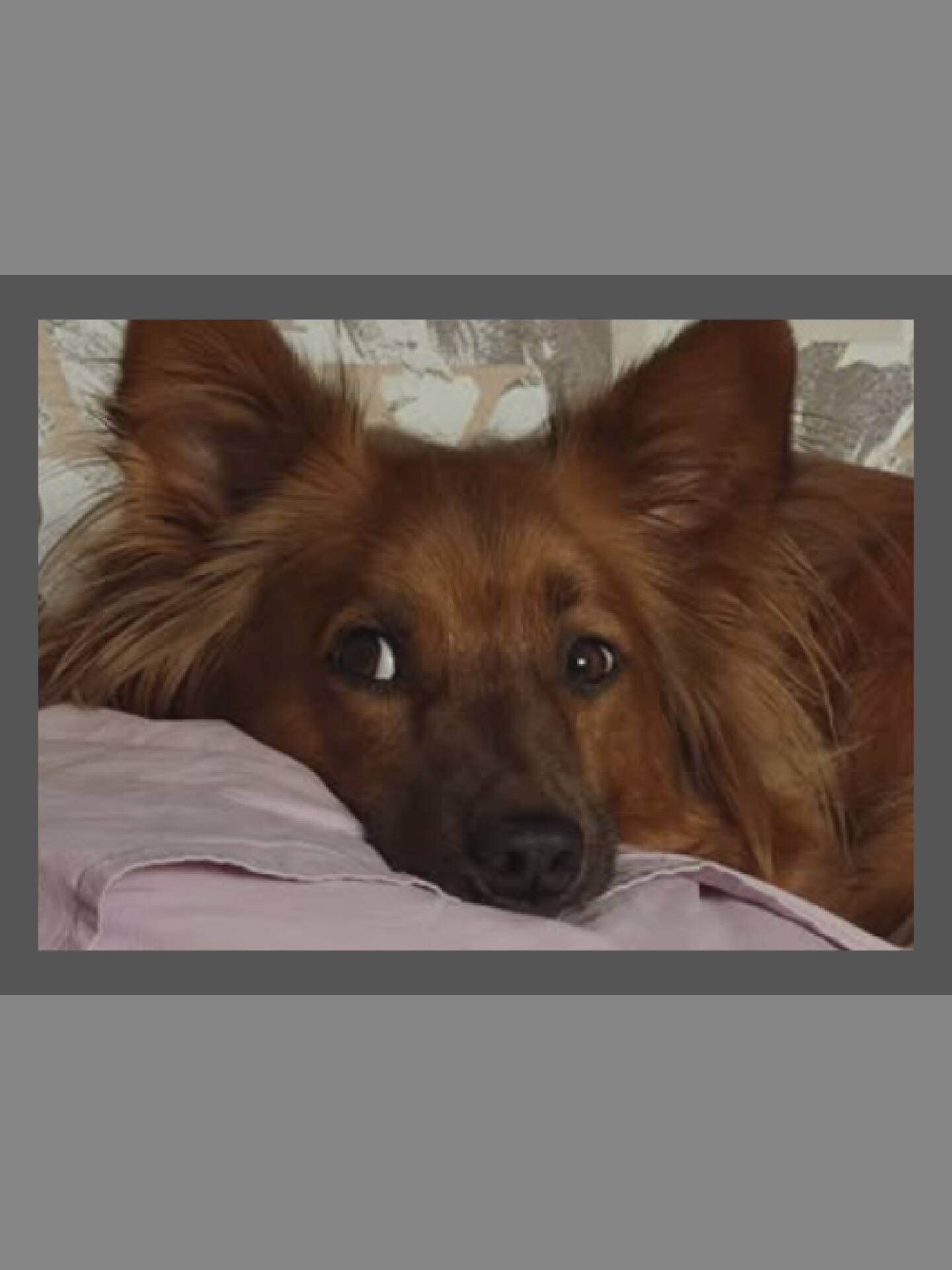 A close-up shot captures a medium-sized, brown-furred dog with large, erect ears, resting its head on a pinkish-purple pillow. The dog's eyes are open, with one slightly squinting, and it appears to be looking directly at the camera. The background is out of focus, showing a patterned fabric that is likely part of a couch or bed. The lighting is soft, illuminating the dog's face and fur. The image is framed by gray borders, suggesting it might be a digital capture or part of a larger presentation. The location is unknown.