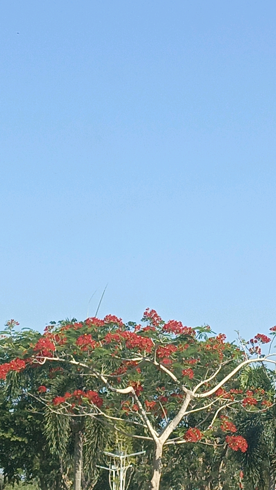 A photograph captured in Desa Pabahanan, Pelaihari, Tanah Laut, Indonesia, shows a tree with vibrant red flowers against a clear, pale blue sky. The tree's white branches are visible, some extending upwards and outwards, adorned with dense clusters of red blossoms and green leaves. In the background, other trees with dark green foliage are visible. The image is taken from a low angle, emphasizing the tree and the expansive sky above. There are no people or animals present in the frame.