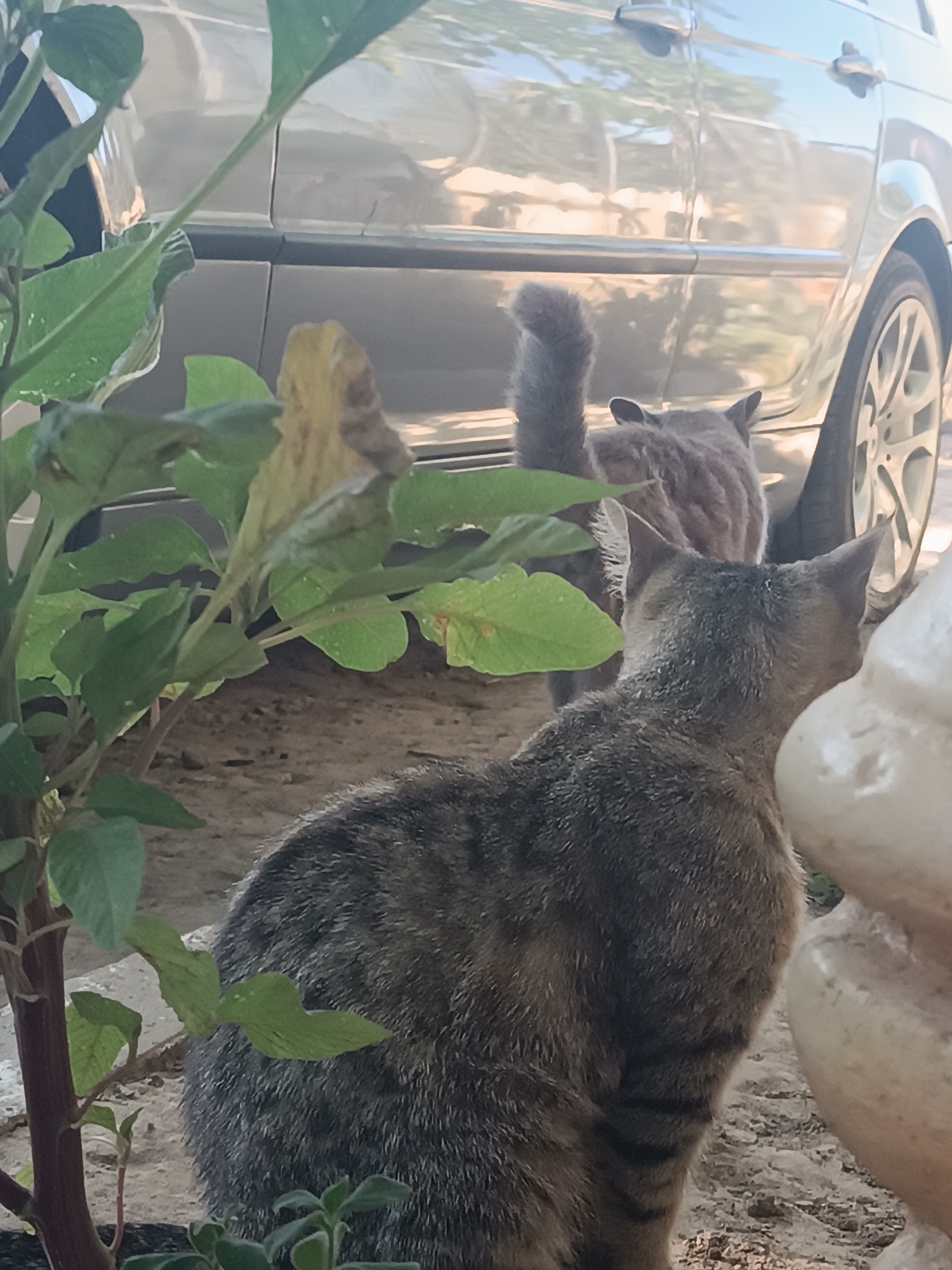 In Vypasne, Ukraine, two tabby cats are observed outdoors. One cat is positioned in the foreground, facing away from the viewer and towards a light-colored, smooth, round object to its right. The second cat is in the background, partially obscured by foliage, facing towards the left and appearing to interact with the first cat. A silver car is visible in the background, with its side door and wheel in focus. The ground is a mix of soil and gravel. Green plants with broad leaves are in the left foreground, partially obscuring the cats.
