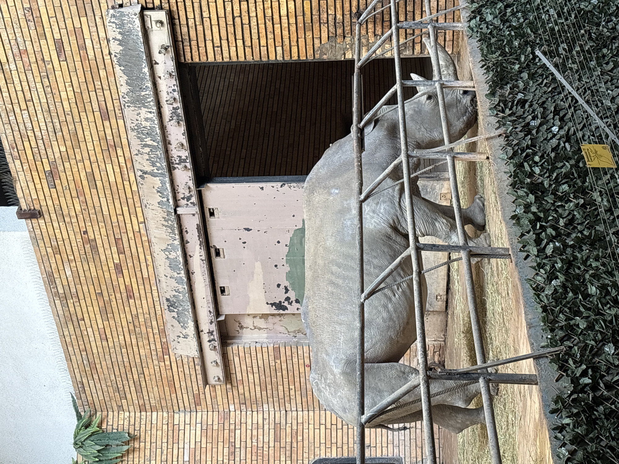 A taxidermied rhino exhibit is located in Sofia, Bulgaria. The rhino is enclosed in a metal cage, positioned near a brick wall and some artificial foliage. The wall appears to be a part of a building's facade.