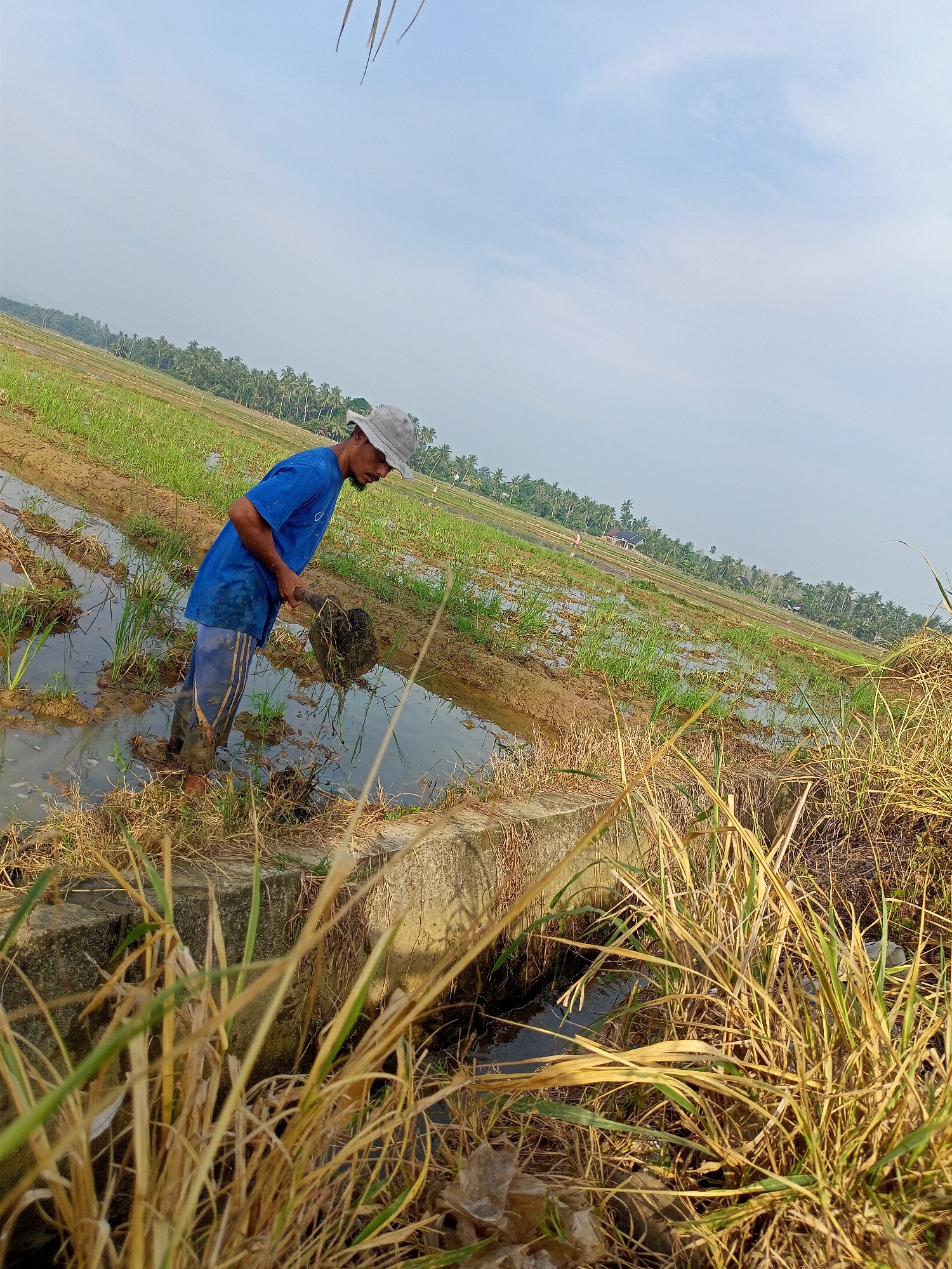 An eye-level, medium shot captures a man working in a rice paddy in Cotentung, Indonesia. The man, wearing a blue t-shirt, striped pants, and a gray hat, is partially submerged in muddy water as he uses a shovel to dig. The paddy, characterized by flooded sections and green rice shoots, stretches into the background, bordered by a line of palm trees and a distant hazy landscape. The foreground is dominated by dried grass and a concrete structure running along the edge of the paddy. The sky above is pale blue with sparse clouds.