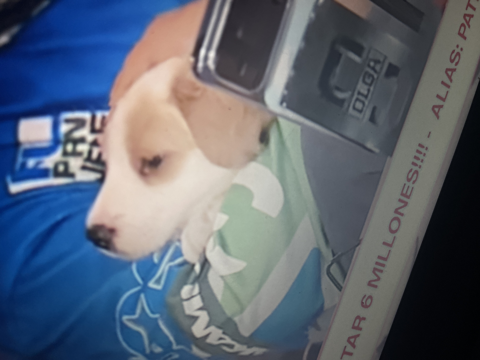The image shows a close-up of a puppy being held by an unseen person. The puppy is light brown and white with its eyes closed. The person is wearing a blue shirt with white lettering that appears to be a logo. The puppy is resting on what looks like a piece of clothing with a green and white pattern, possibly a shoe or a sock. In the foreground, there is a silver device with the word "OLGA" visible on it. Below the puppy, a pink stripe runs across the bottom of the image with text that reads "TAR 6 MILLONES!!!! - ALIAS: PAT". The image does not contain any visual information that would indicate its location within the city of Santa Ana, Venezuela.