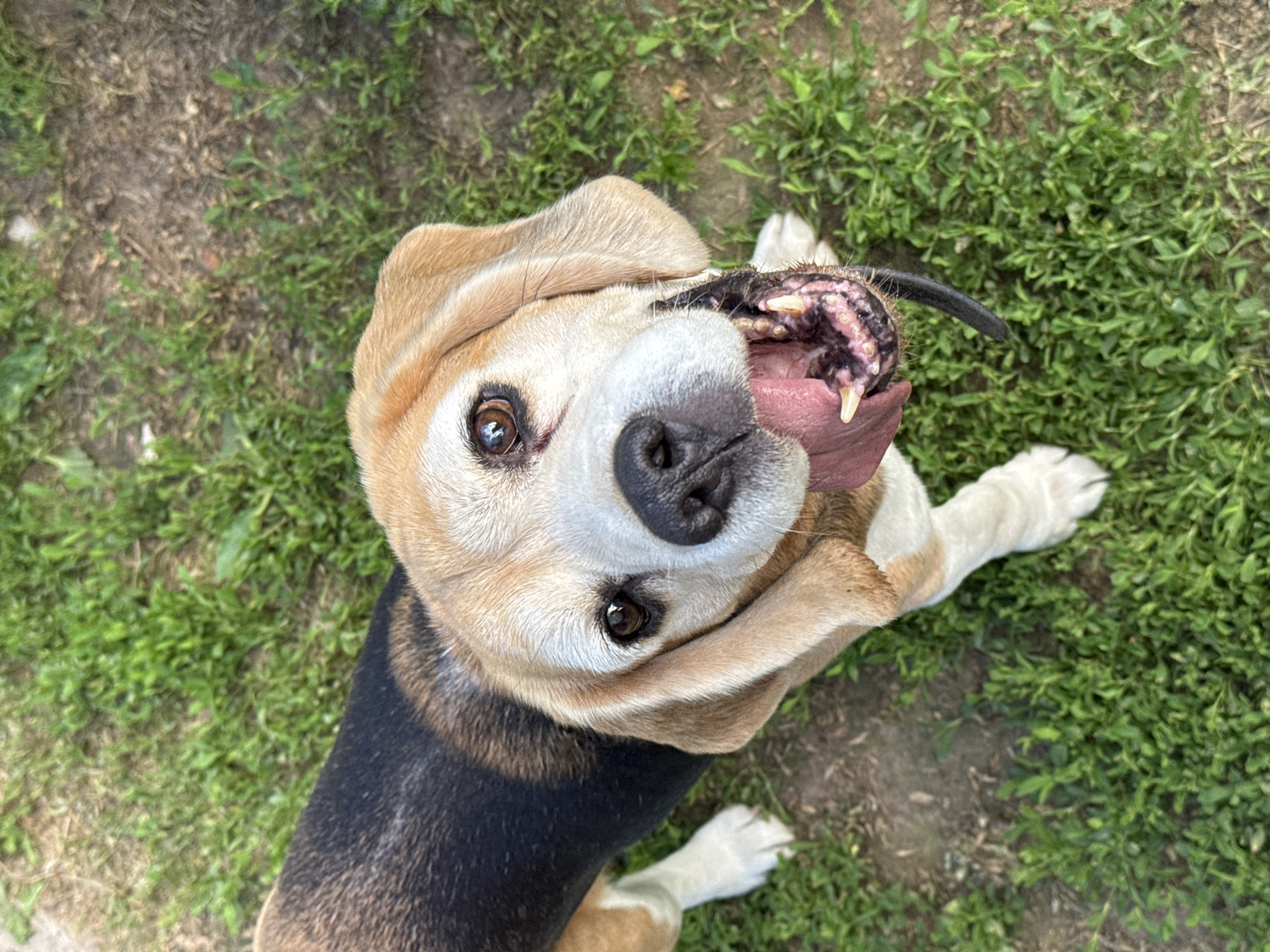 A senior Beagle dog, with tan and black markings and white paws, looks up at the camera from a grassy outdoor area. The dog's mouth is open, revealing its teeth and tongue, and it appears to be panting. The background consists of green grass and dirt. There is no indication of the city of Rusalevka, Russia in the image.
