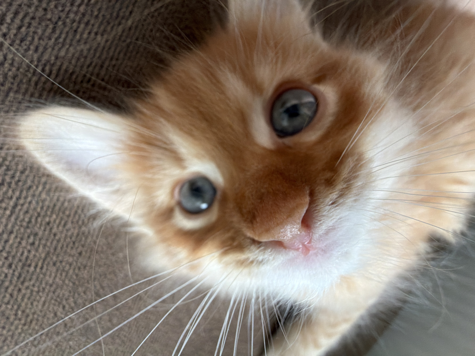 A close-up, high-angle portrait captures a young ginger and white kitten looking directly up at the camera. The kitten's head is slightly tilted, dominating the frame. Its soft fur is primarily an orange-ginger color, beautifully contrasted by bright white fur on its muzzle, chin, and the inside of its ears. The kitten's large, round eyes are a striking blue-gray, appearing alert and curious as they gaze upwards. A small, pink nose is prominent at the center of its face, and numerous long, delicate white whiskers fan out widely from its muzzle.
The background consists of an out-of-focus, textured brown or dark beige fabric, likely upholstery such as a couch or blanket, suggesting an indoor domestic setting. The lighting is soft and even, highlighting the kitten's features without harsh shadows. No specific time of day is discernible, and no visible text is present. The image conveys a sense of innocence and engagement, capturing a moment of a kitten's natural curiosity. The location context provided is Khimki, Russia.