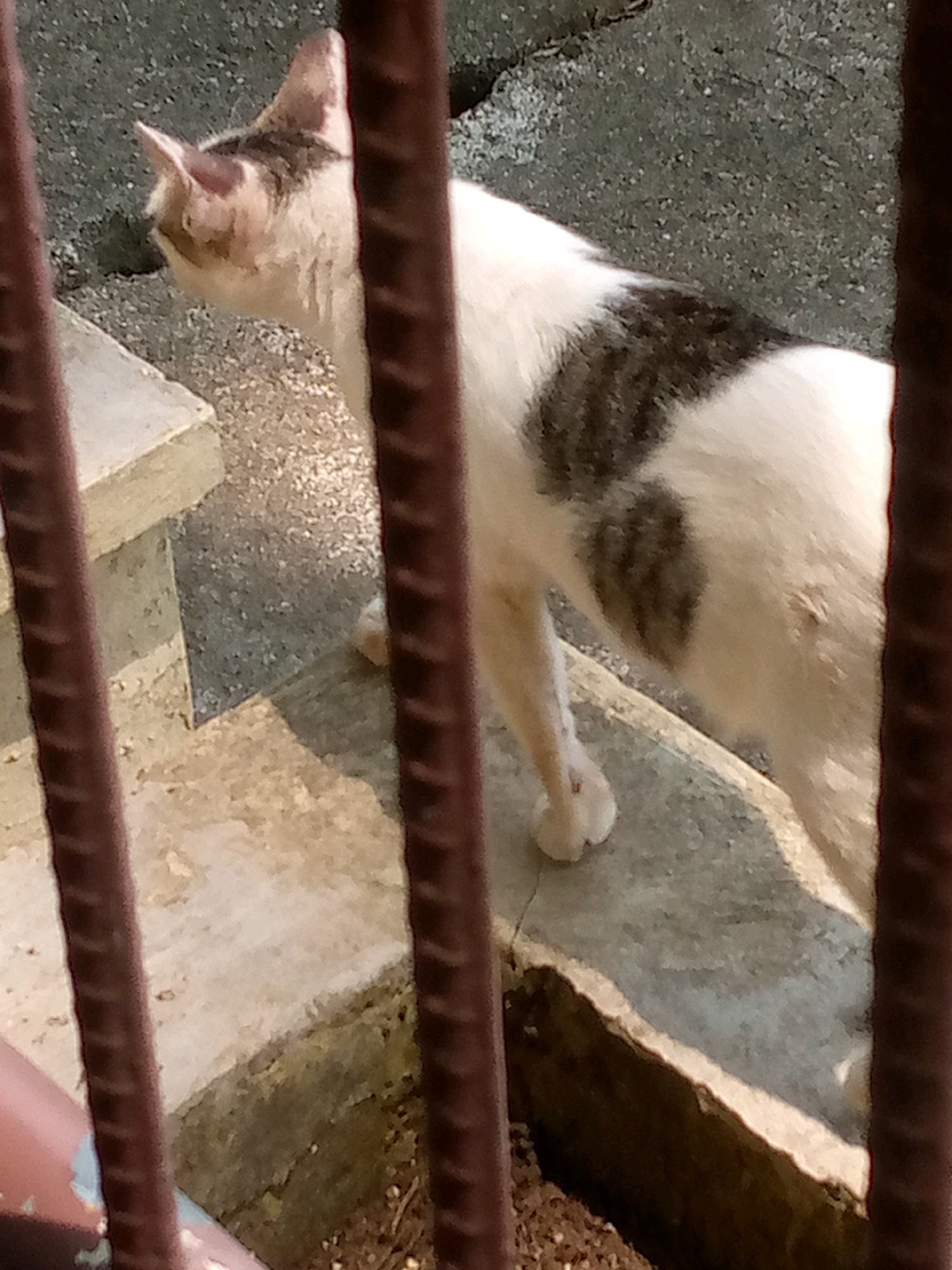 A medium shot captures a white and grey cat standing on concrete steps, partially obscured by vertical brown bars. The cat is facing left, with its head turned slightly to the left, looking downwards. Its fur is primarily white with irregular grey patches on its back and head. The cat's tail is not visible. The environment appears to be outdoors in Lhokseumawe, Indonesia, with rough, grey concrete steps and a textured grey surface in the background. The lighting suggests it is daytime, with sunlight casting shadows. The scene is captured through a barred structure, possibly a fence or window.