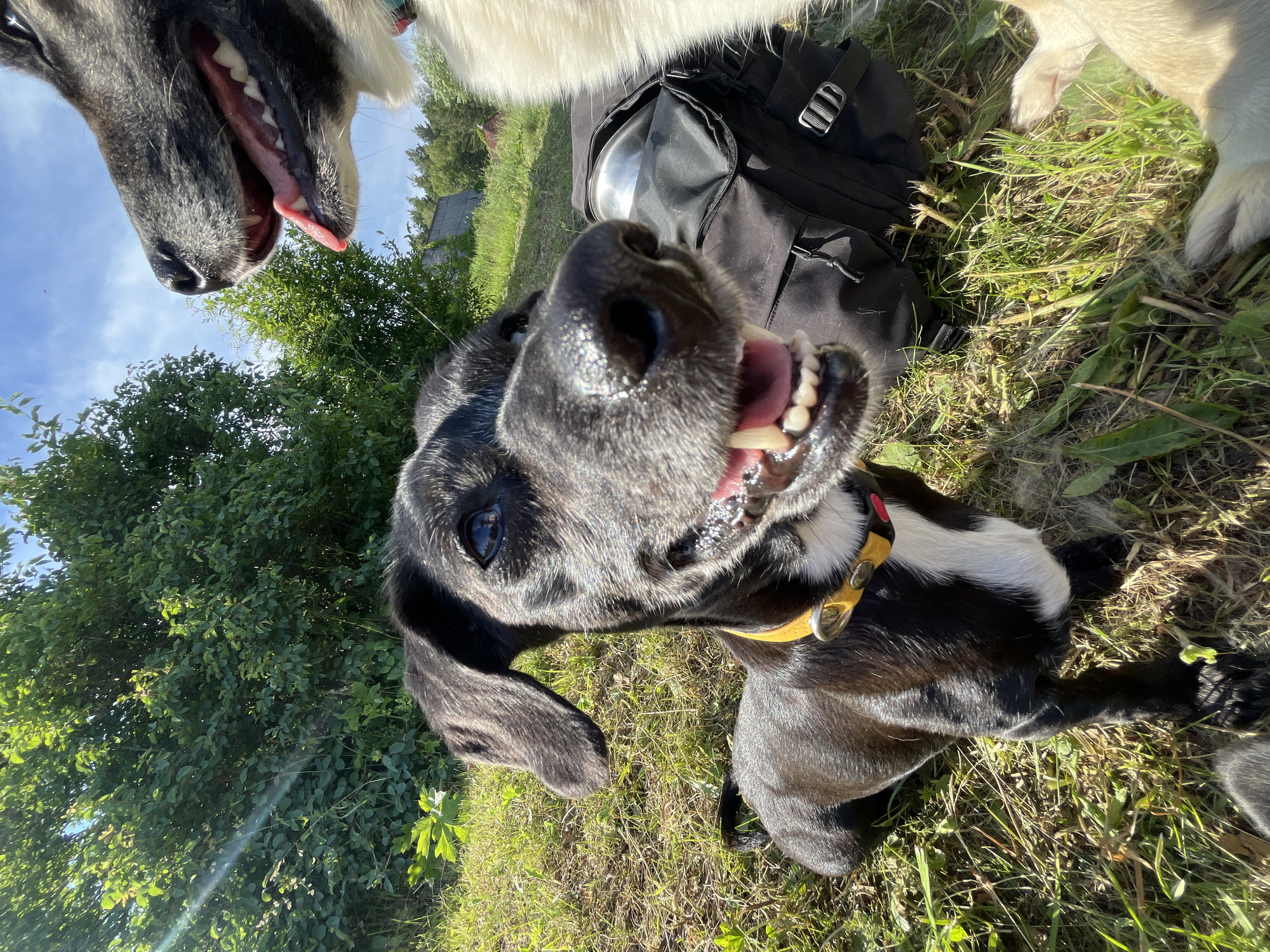 The media file shows two dogs in an outdoor, grassy setting, likely a park or field, under a clear blue sky with some trees in the background. The perspective is from a low angle, looking up at the dogs. One dog, in the foreground and close to the camera, is black with white markings on its chest and has its mouth open, panting, with its tongue visible. It's wearing a yellow collar. Another dog, partially visible in the upper left corner, is grey and white with its mouth also open. A black backpack is positioned on the grass between the dogs. The lighting suggests it is daytime, possibly mid-morning or afternoon, with bright sunlight casting shadows. The overall mood appears playful and relaxed, with the dogs seemingly interacting or posing for the camera. The scene appears to be set in Nizhny Tagil, Russia. There is no visible text in the image.