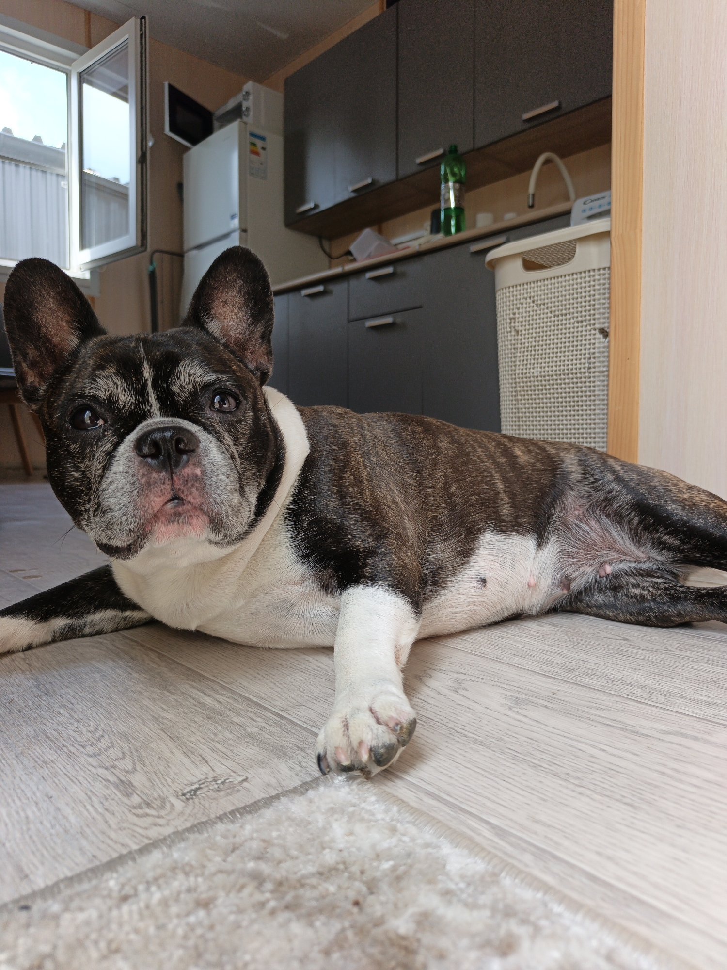A brindle and white French Bulldog is lying on a light-colored wooden floor in an indoor space, possibly a kitchen or utility room. The dog is facing the camera, with its head slightly tilted. Its expression is relaxed. In the background, kitchen cabinets are visible, along with a refrigerator and a window that is open. A white woven laundry basket sits to the right of the dog. The environment appears to be a domestic setting. There is no information to suggest this location is in Pshada, Russia.
