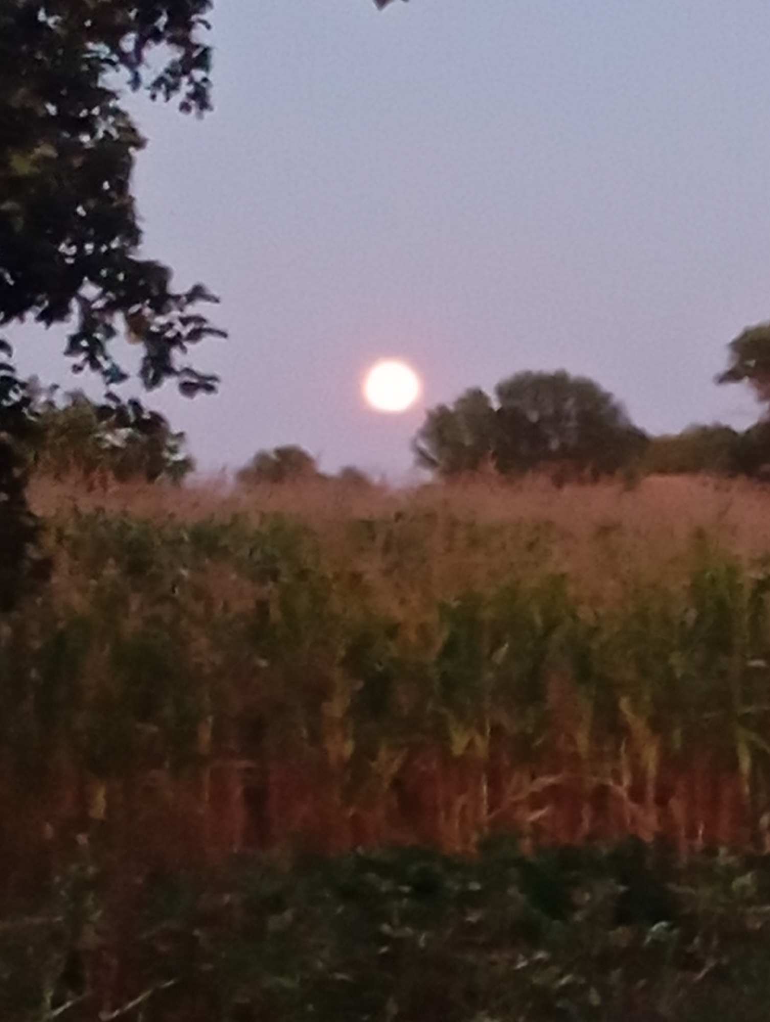 The image depicts a landscape scene with a large, bright moon in the center of the frame. The moon is partially obscured by a tree on the left side of the image. In the foreground, there is a field of tall grass and what appears to be corn stalks. The background consists of trees and a pale, hazy sky. The overall impression is one of a rural setting at dusk or dawn.