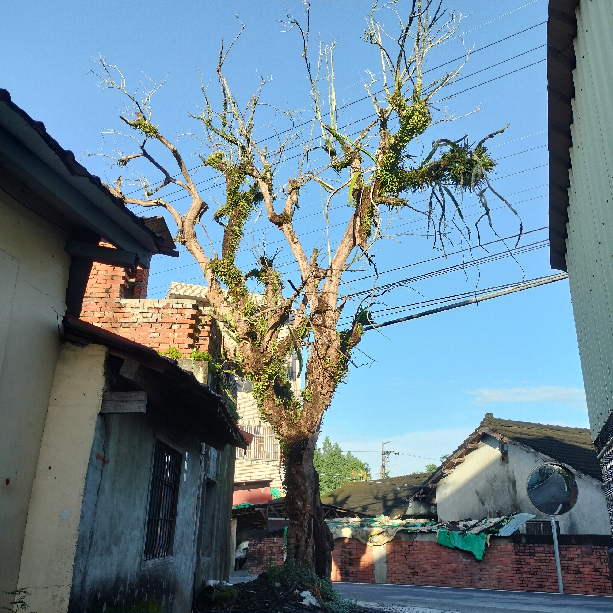 This is a ground-level, eye-level, wide shot image taken in Zhushan Township, Taiwan, under a clear blue sky. The foreground is dominated by a large, old tree with a thick, gnarled trunk. The tree is largely devoid of leaves, but its branches are adorned with epiphytic plants, likely orchids or bromeliads, giving them a greenish, fuzzy appearance. The tree is situated near the edge of a paved road.
To the left of the tree, a weathered, light-colored building with a dark, sloping roof is visible. The building has a cracked wall and a window with a metal grate. Next to this building, a wall constructed of red brick is partially visible, with another building or structure behind it.
To the right of the tree, a white corrugated metal siding building is prominent, with its vertical lines contrasting with the organic shapes of the tree and sky. Further to the right and behind the tree, a cluster of older, somewhat dilapidated buildings with dark, tiled roofs are visible. One of these buildings features a large convex mirror mounted on a pole, reflecting a portion of the road and the surrounding environment. The roofs of these buildings are partially covered with tarps and corrugated metal, suggesting disrepair or ongoing construction/renovation. Brick walls are also present in this area.
The overall scene depicts a rural or semi-rural streetscape with a prominent natural element (the tree) juxtaposed with aging man-made structures. The bright sunlight suggests it is daytime, likely morning or late afternoon due to the angle of the shadows. There are no people visible in the image. Power lines crisscross the sky behind the tree and the buildings.