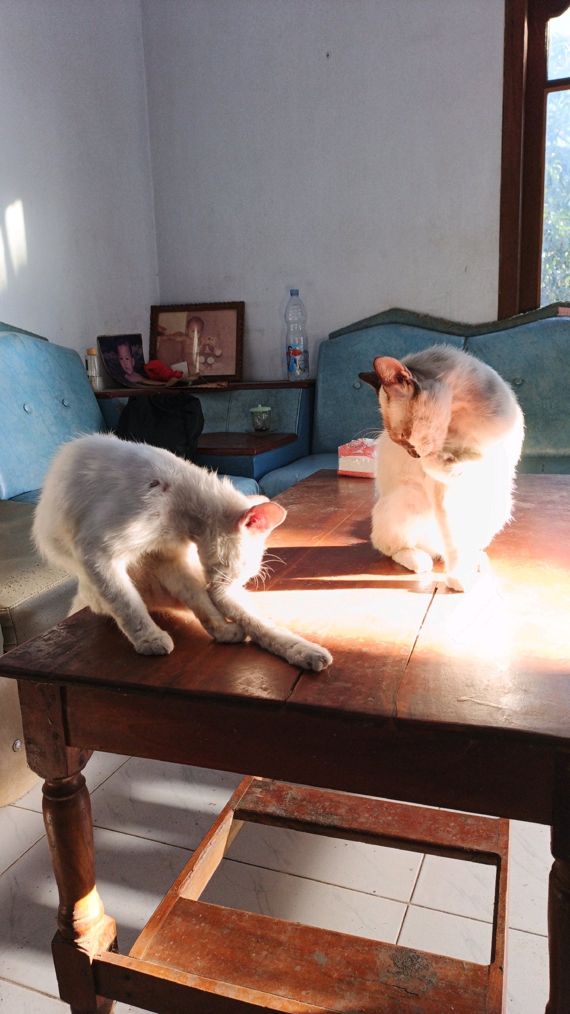 This image depicts an indoor scene, likely in Campurdarat, Indonesia, where two cats are present. One is a white cat, actively grooming itself on a wooden table bathed in sunlight. Another cat, light-colored with darker markings on its head and ears, is also on the table, curled up and seemingly grooming its chest. The table is rustic, made of dark wood, and is positioned in front of a teal-colored sofa. In the background, a framed photograph is visible on a shelf, along with a bottle of water and a small glass container. The lighting suggests it is daytime, with strong sunlight casting shadows and highlighting dust particles in the air. The overall environment appears to be a home or a similarly informal setting.