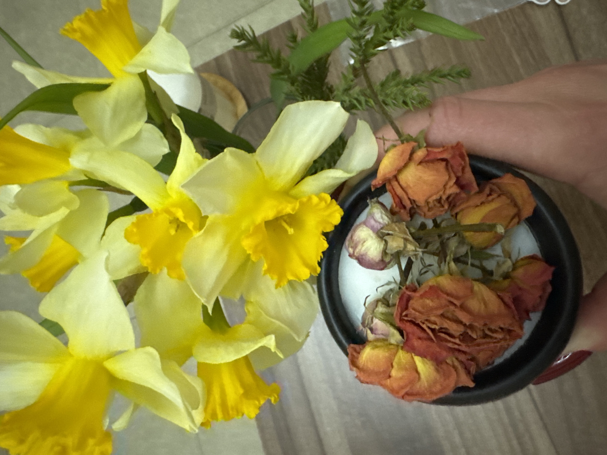 The image depicts an indoor still life scene. In the foreground, a human hand with a dark red thumbnail holds a black cylindrical container. The container holds several dried rosebuds and petals, primarily in shades of orange, rust, and faded pink. Above this, a bouquet of fresh daffodils is present, characterized by vibrant yellow trumpets and pale yellow to white outer petals, along with green stems. Additional green foliage, appearing to be a conifer branch, is visible to the right of the dried roses. The background consists of a light-colored, possibly tiled surface behind the daffodils and a light brown, wooden-grained surface beneath them and extending into the midground. The location is an unspecified indoor setting in the city of Unknown, Unknown.
