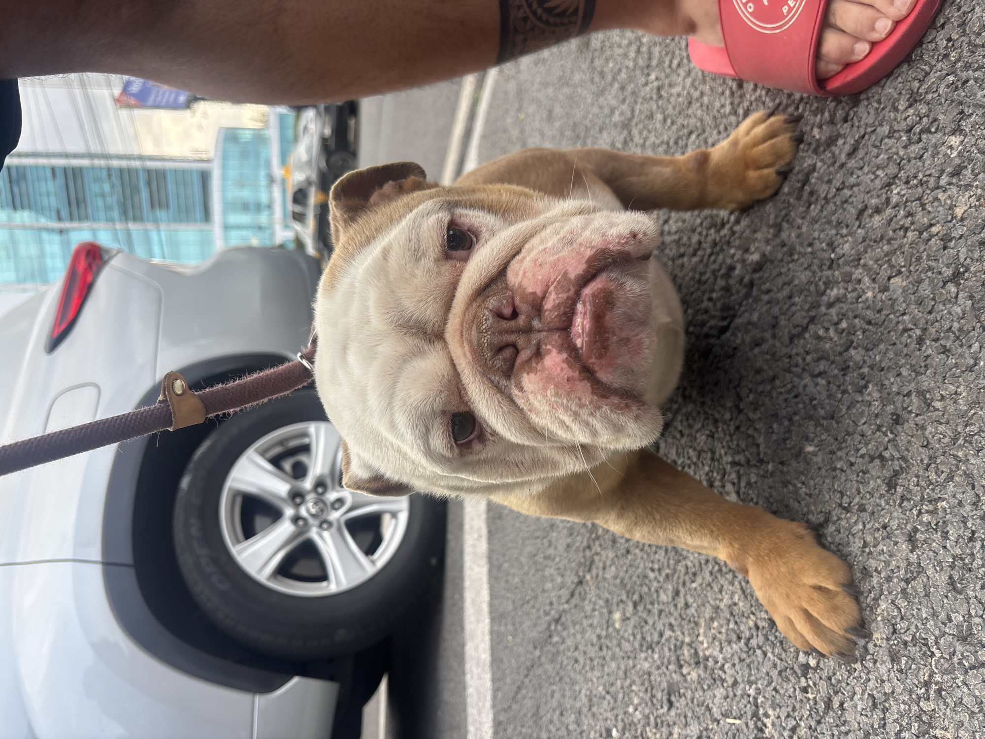 A tan and white English bulldog is lying on gray asphalt, with its leash connected to a silver car. A foot wearing a red sandal is partially visible in the upper right corner of the image. A tattooed arm is also partially visible. The location is indicated as San Bernardino Tlaxcalancingo, Mexico.