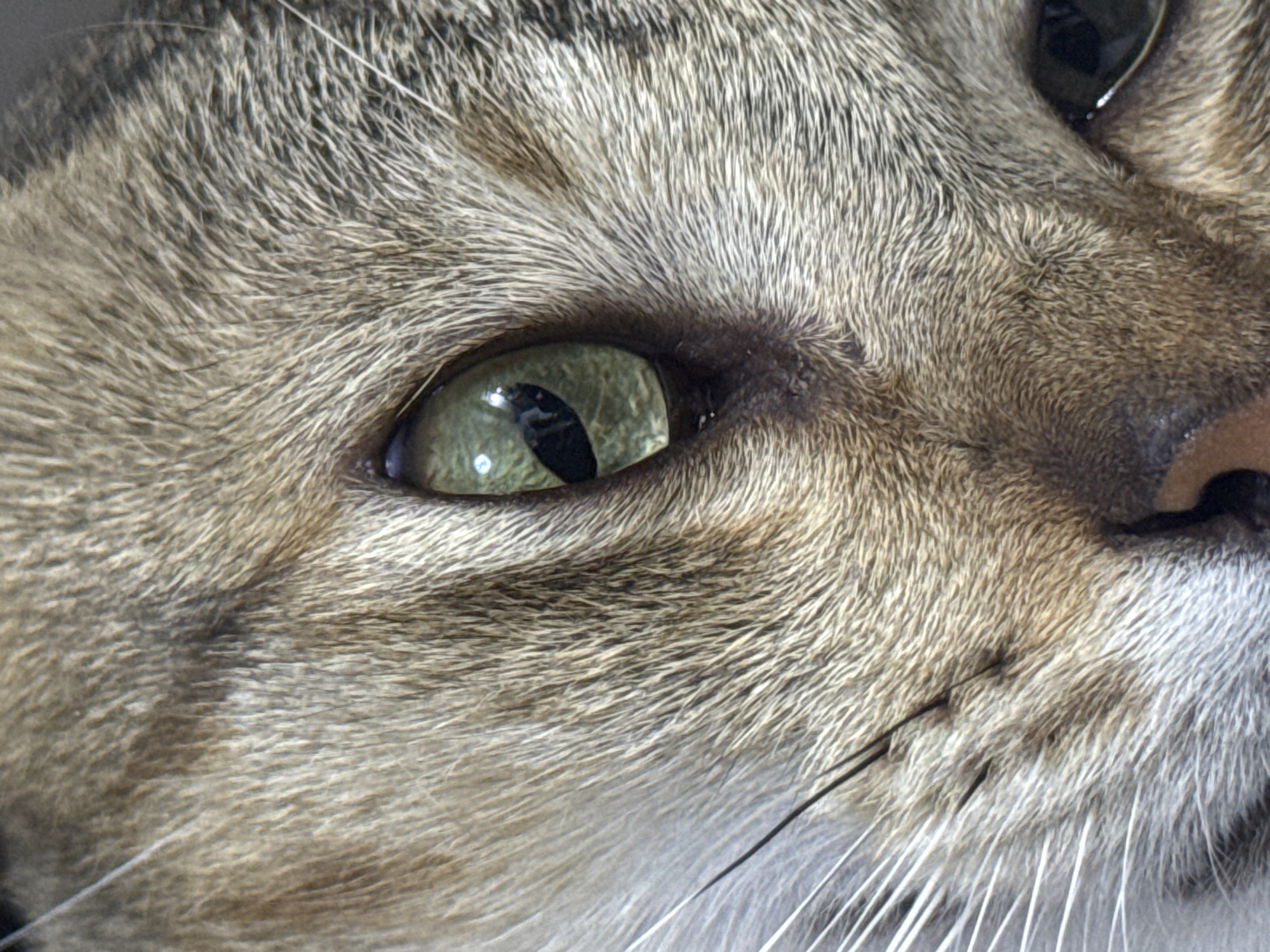 The image is a close-up, macro photograph of a cat's face, focusing on its left eye. The cat has tabby markings with fur that appears predominantly gray, brown, and beige, with distinct dark stripes visible. The cat's eye is a striking green, with a vertically slit pupil. Reflections of light are visible within the pupil. The fur texture is detailed, showing individual hairs. The composition is tight, with the majority of the frame filled by the cat's eye and surrounding fur. The background is blurred and out of focus, suggesting a shallow depth of field. There are no discernible elements in the image that would indicate a location within Davao City, Philippines, or any specific urban environment. The photograph is a forensic-style close-up of the animal's features.