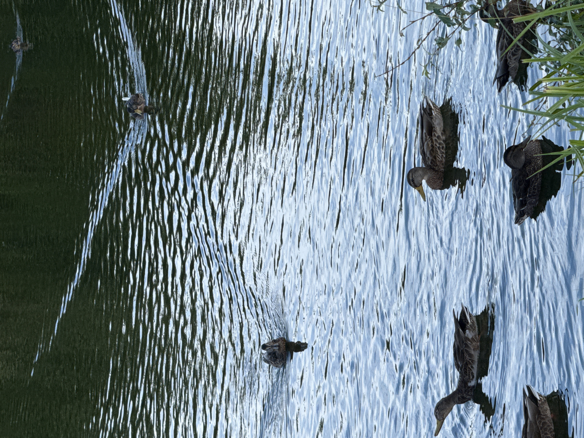 A flock of ducks swims in a body of water, likely a pond or lake, in Vsevolozhsk, Russia. The water is rippled, with sunlight reflecting off its surface, creating patterns of light and shadow. The ducks are various shades of brown and gray, with some exhibiting iridescent plumage. They are spread out across the water, some swimming individually and others in small groups. The background is a dark, shadowy expanse of trees or vegetation, suggesting a natural setting. The overall impression is one of tranquility and natural beauty.